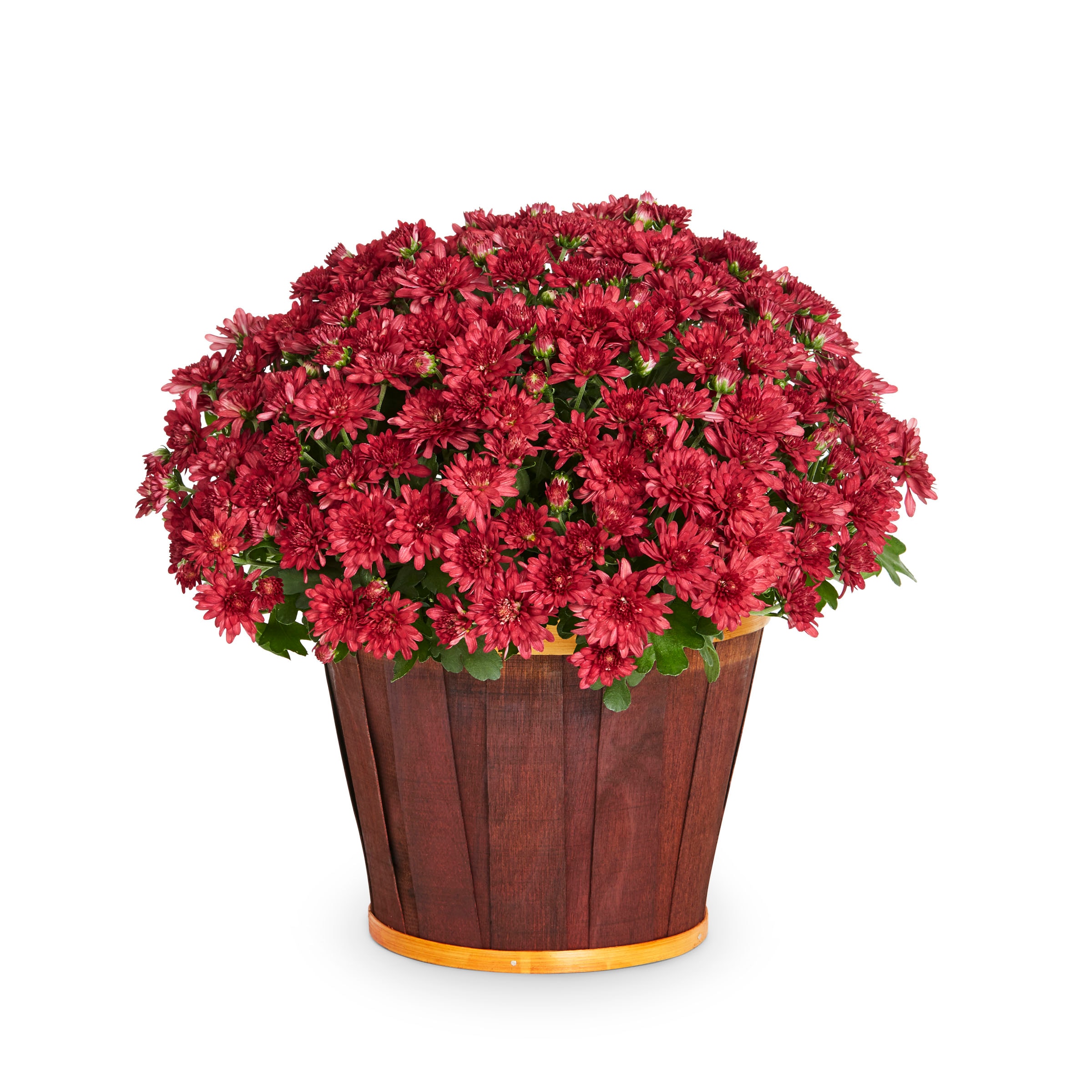Lowe's NURSERY Red Mum in 3-Quart Planter