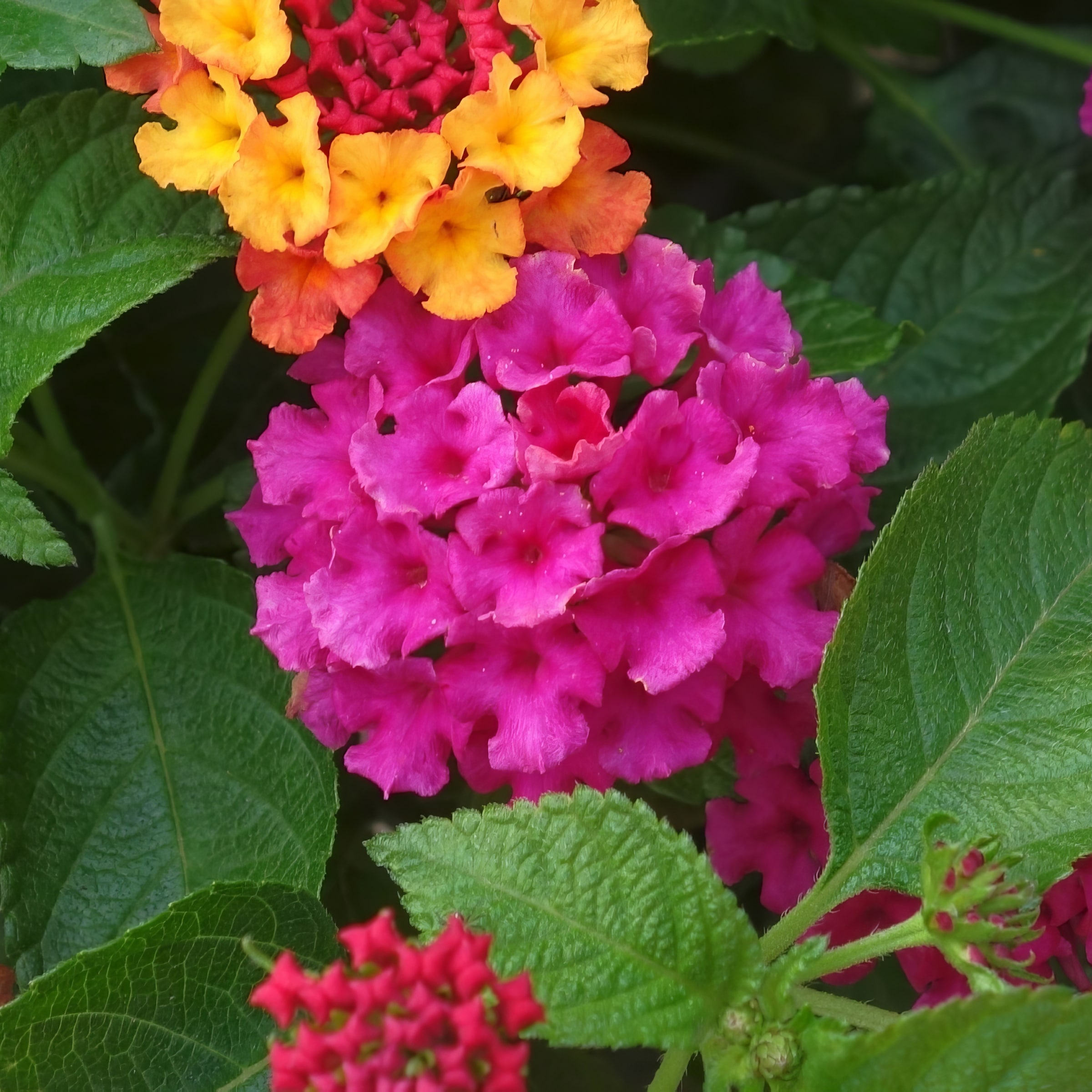 National Plant Network LW1573 annuals - View #4