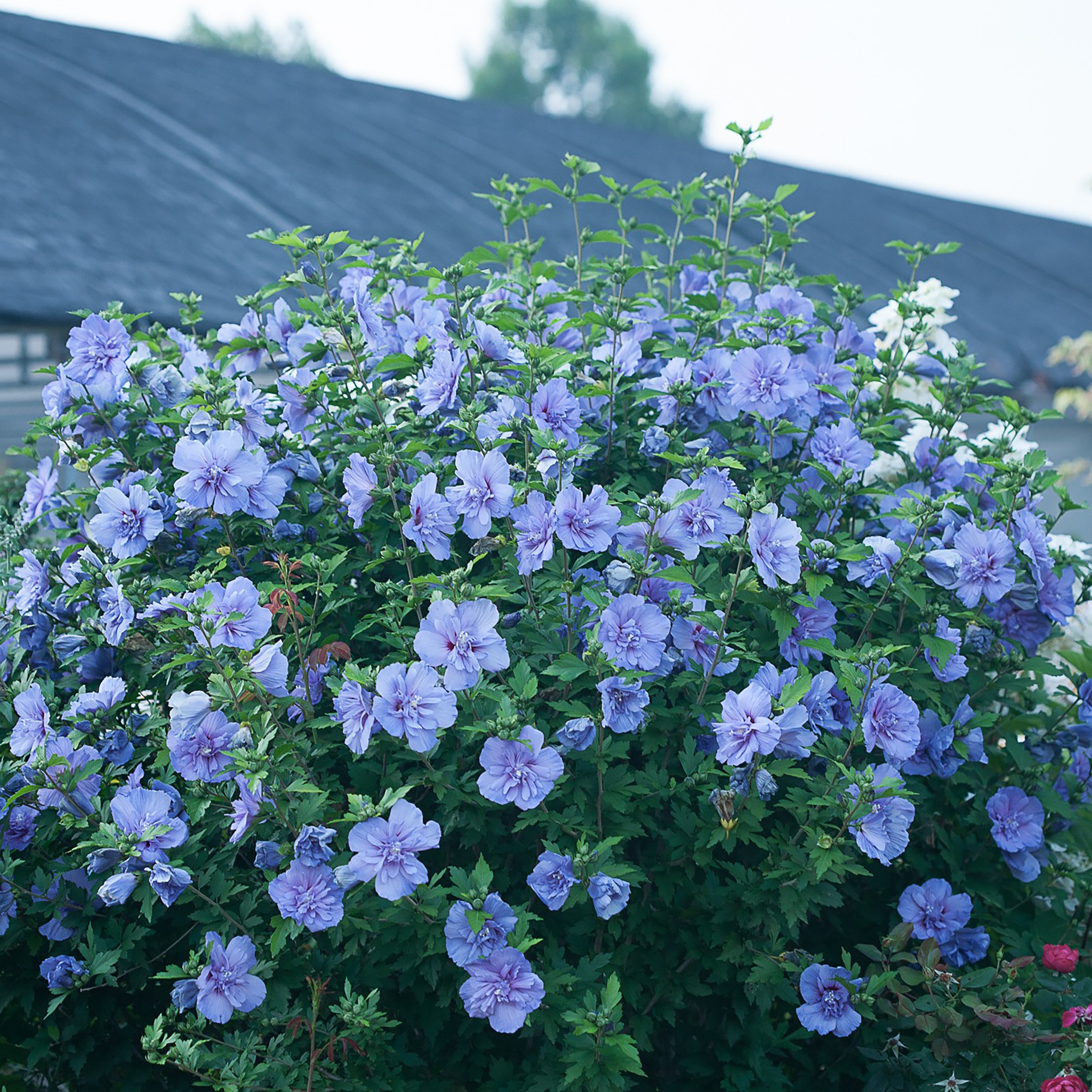 Proven Winners HIBPRC2057800 shrubs - View #4