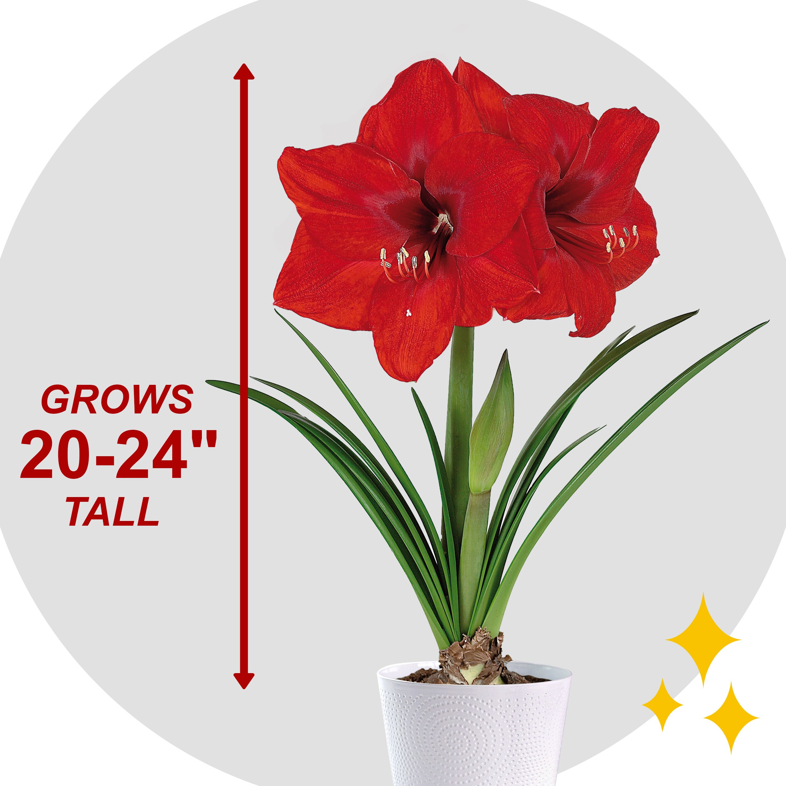Garden State Bulb ECH-01-02-01 Plant-Bulbs - View #4