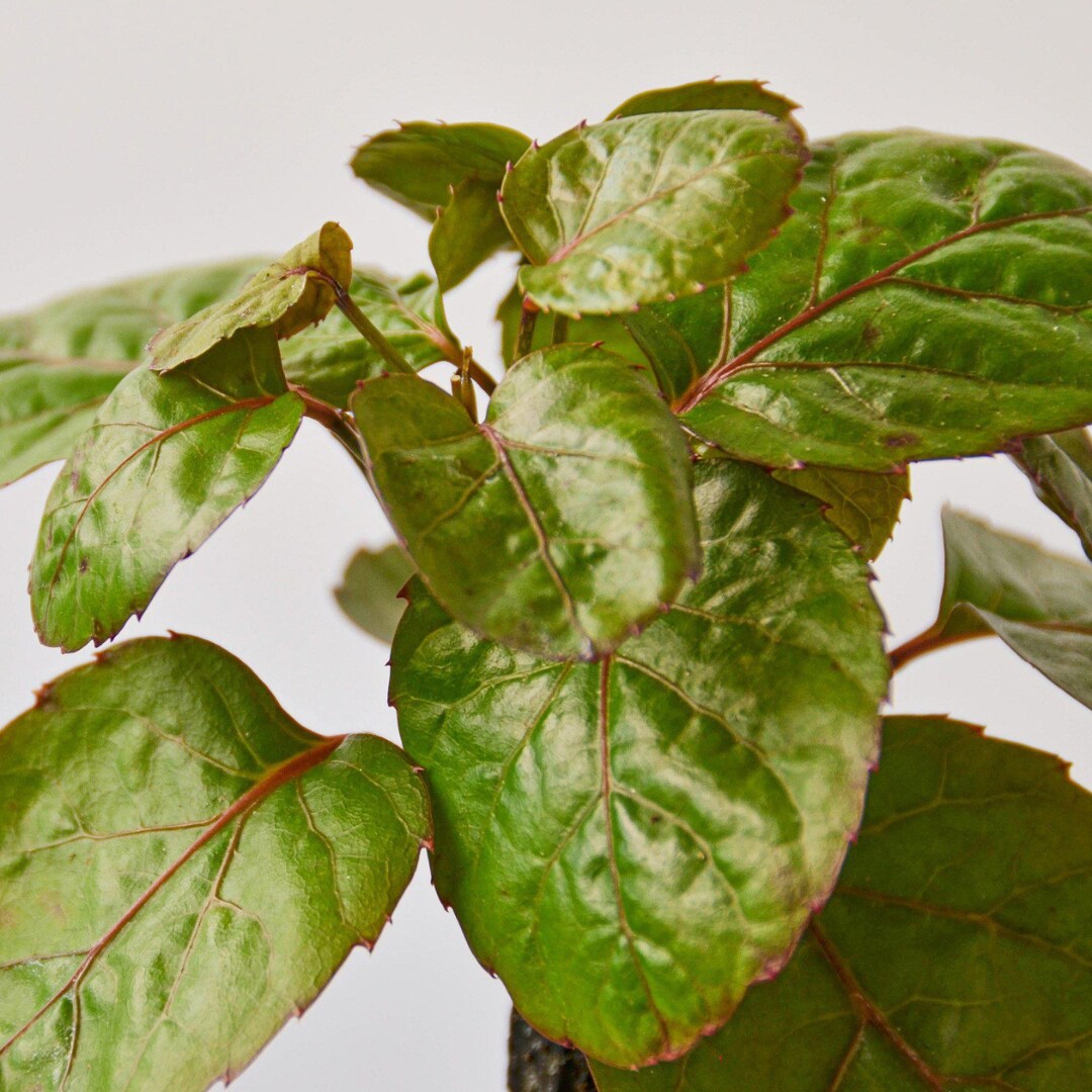 House Plant Shop 6-ARALIA-FABIAN hseplants - View #3