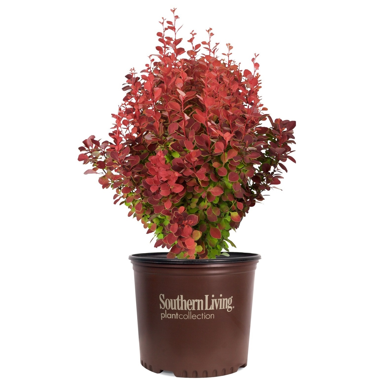 Southern Living Plant Collection 04332-1 Orange Rocket Barberry Accent Shrub in 1.5 -Gallon Pot 1 -Pack