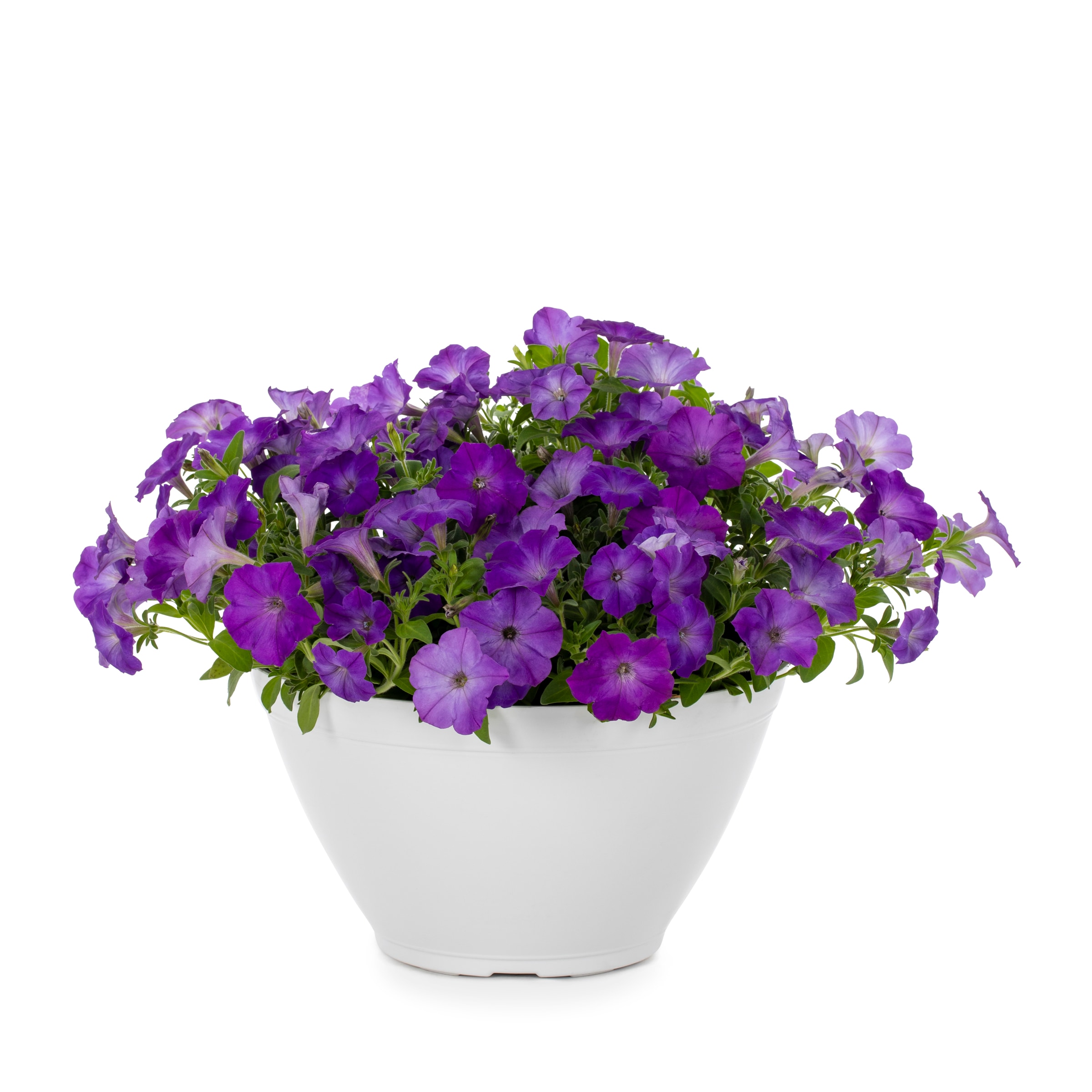 Metrolina Greenhouses 79590 Purple Petunia in 1.5-Gallon Pot