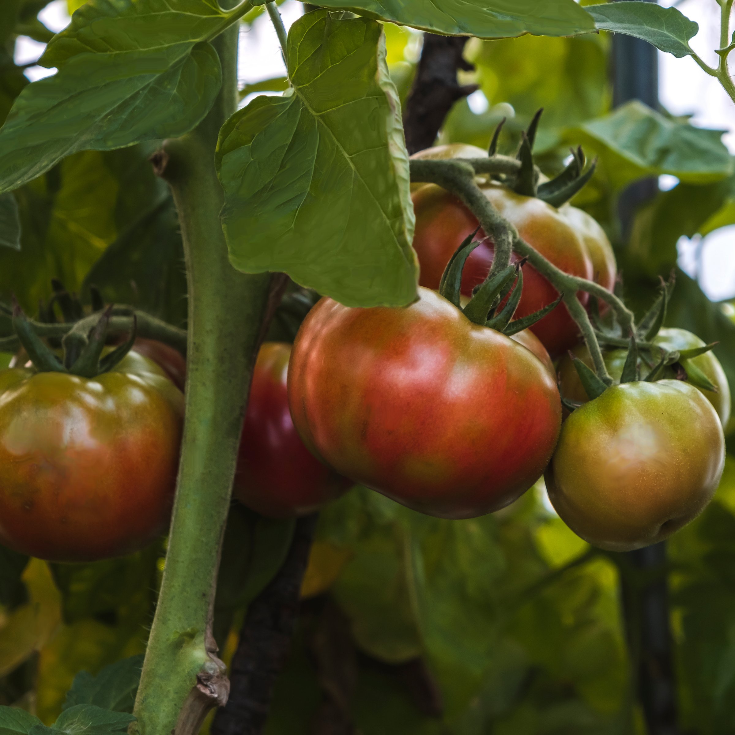 National Plant Network LW2177 Tasmanian Chocolate Tomato Plant in Pot
