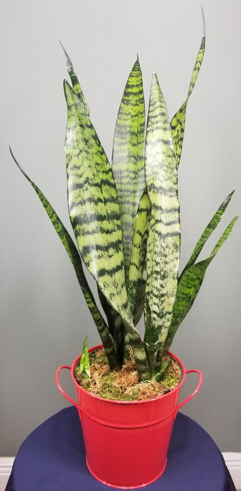  SANBLK006 hseplants - View #5
