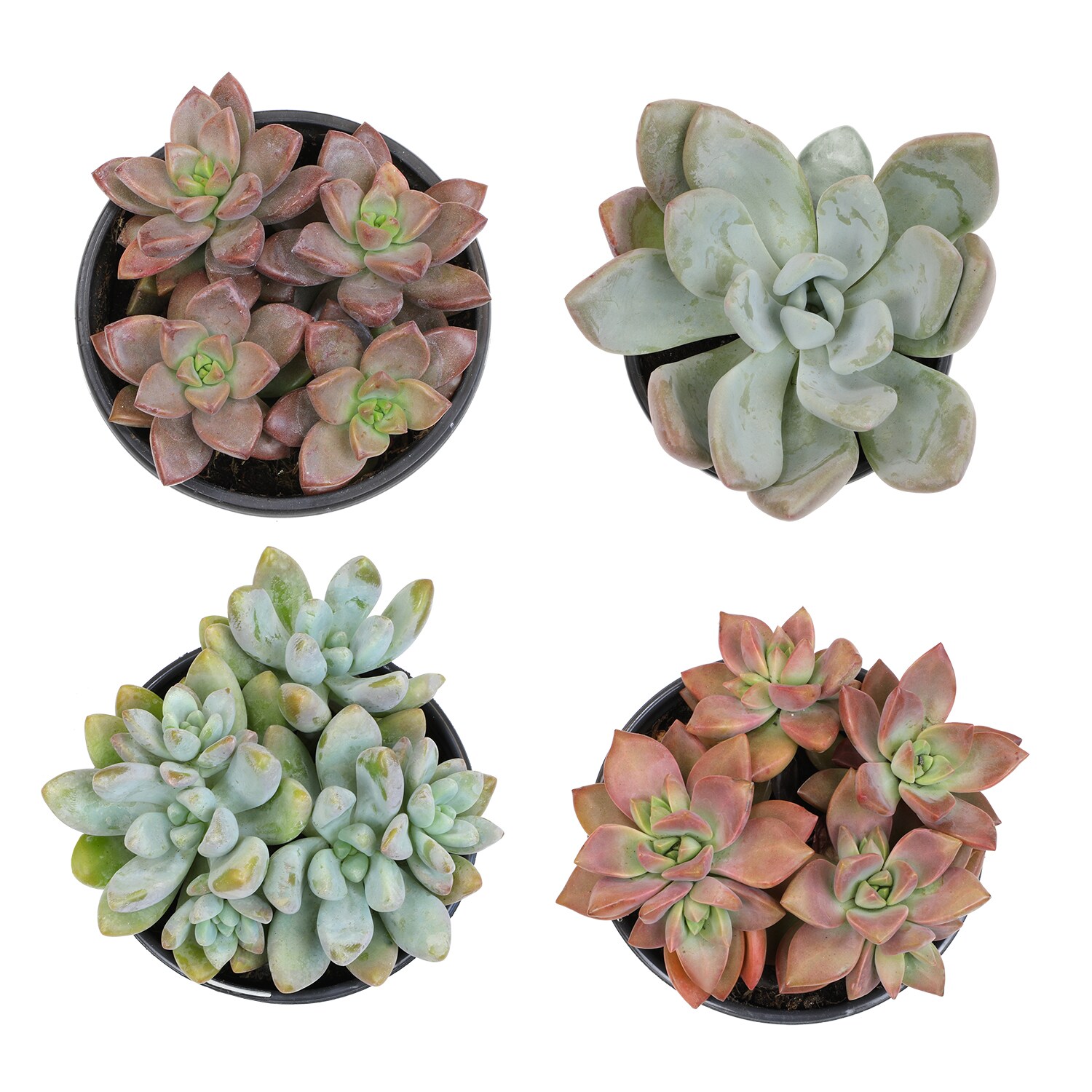 Altman Plants 0872635 Cacti-Succulents - View #2