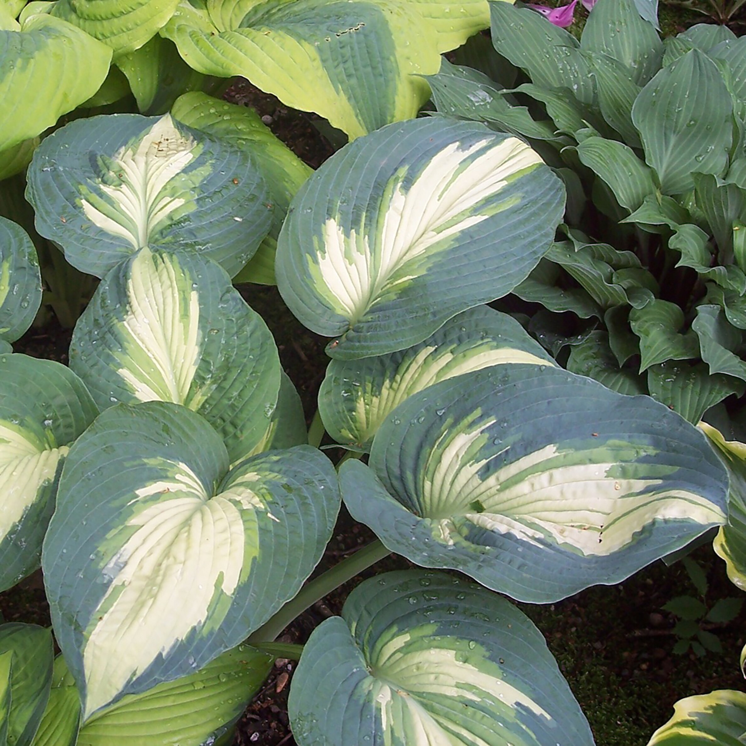 Proven Winners HOSPWP2046102 Purple Shadowland 'Hudson Bay' Hosta Plant in 1 -Gallon Pot