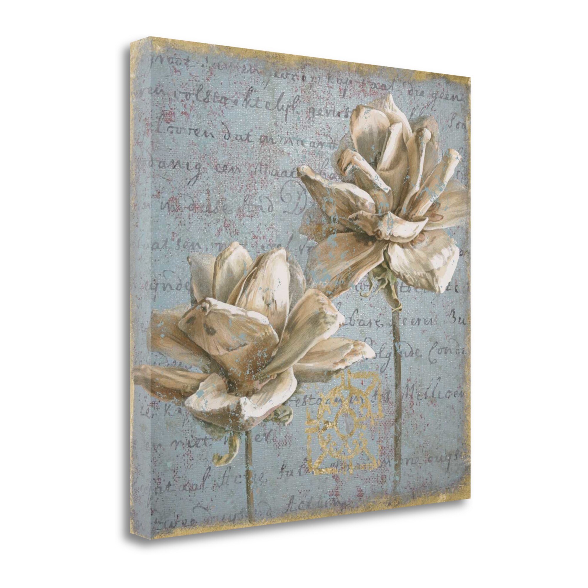 Tangletown Fine Art WA622483-2626C Seed Pod Ii Beth Grove 26-in H x 26-in W Floral Print on Canvas