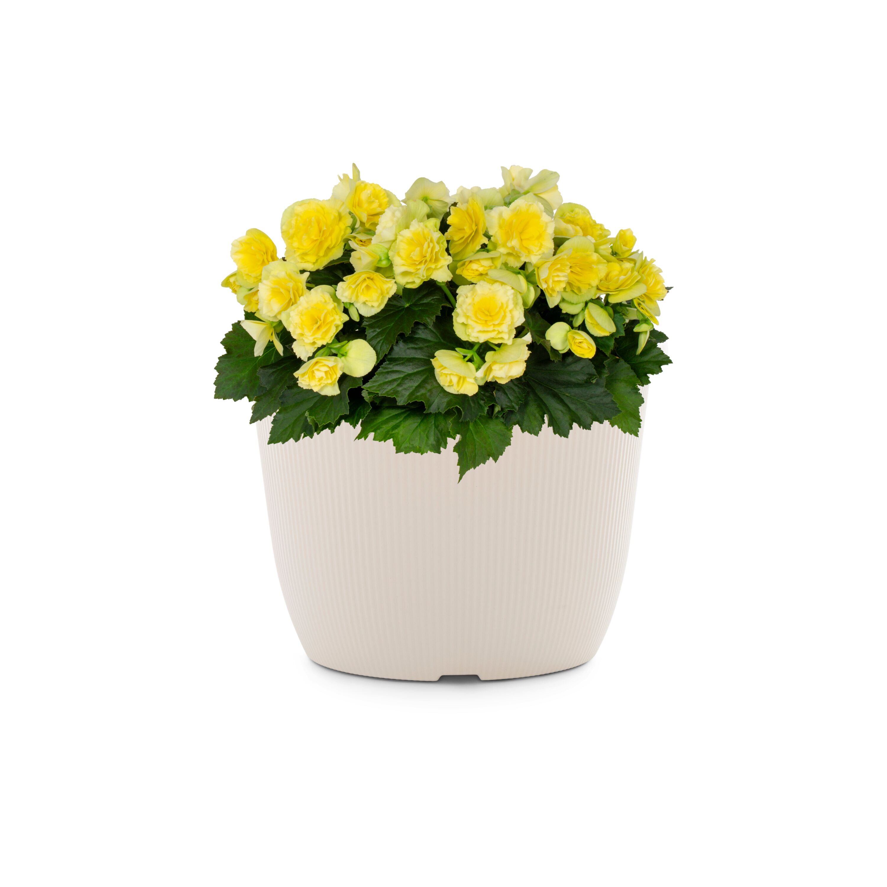Metrolina Greenhouses 4935 Yellow Begonia in 1.75-Gallon Planter