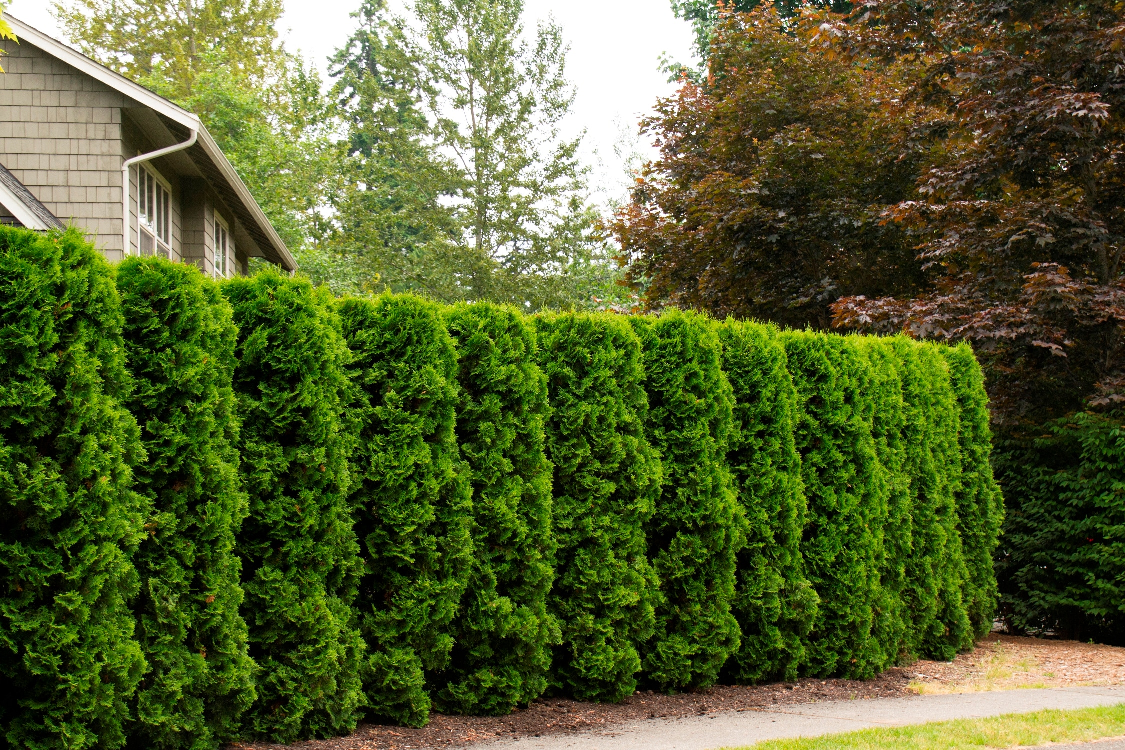 Monrovia 072935 shrubs - View #4