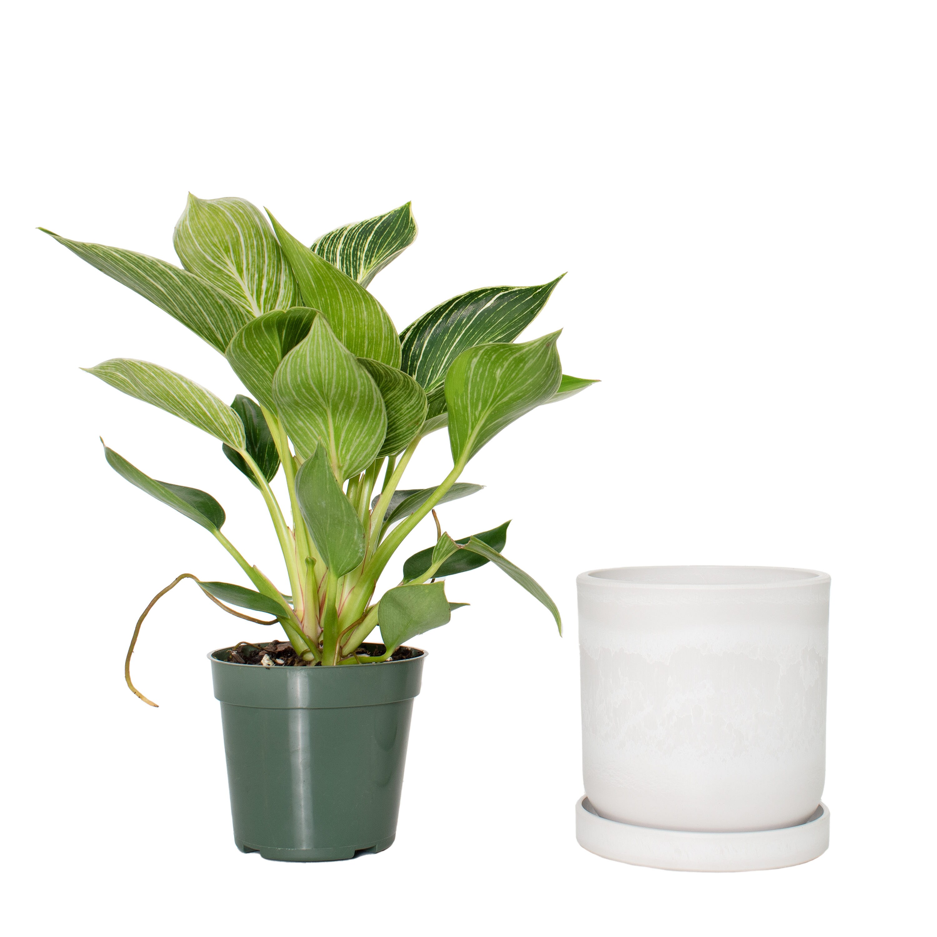 National Plant Network Philodendron House Plant in 5-in Planter in the  House Plants department at 