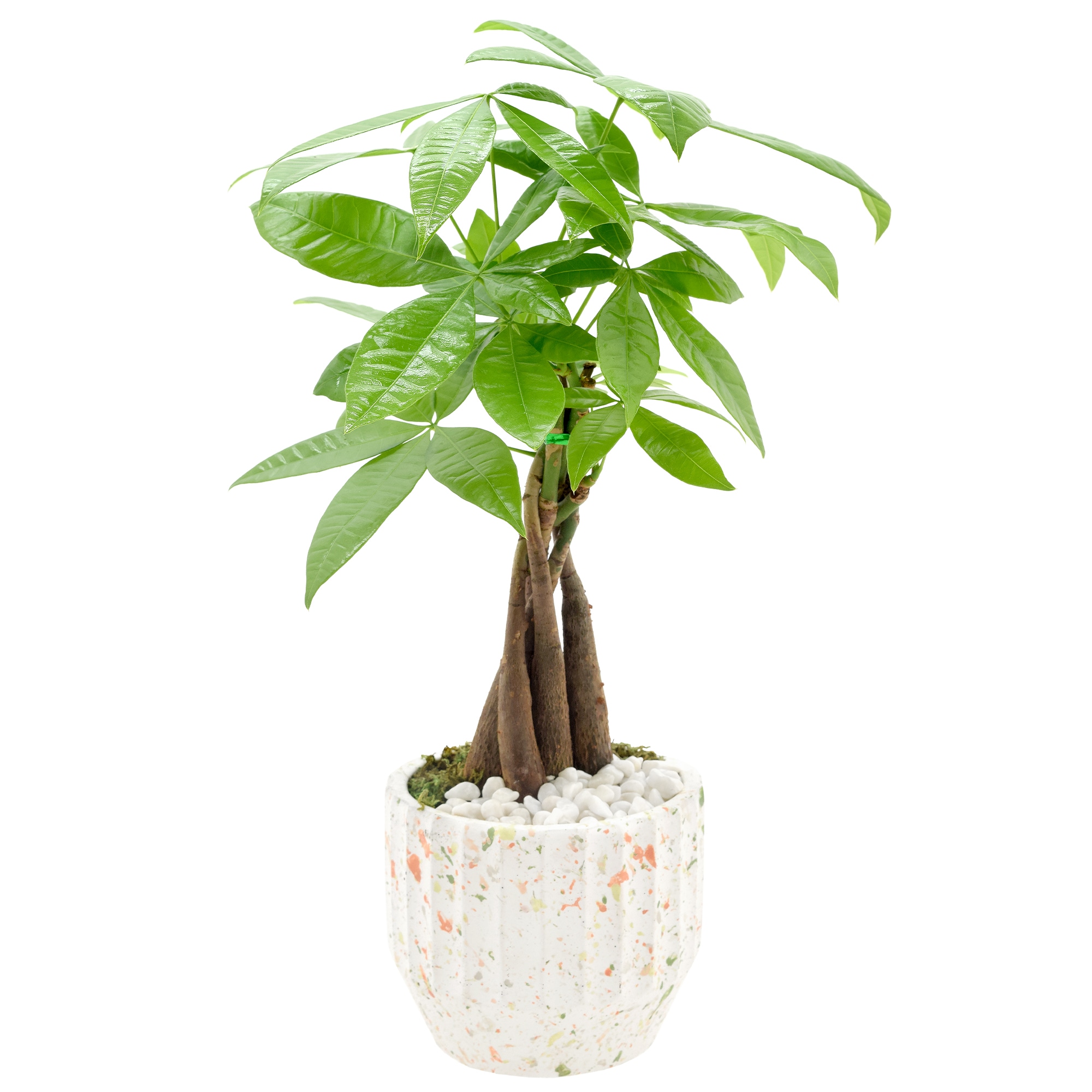 Chia Pet® Star Wars™ The Mandalorian Decorative Planter, 1 ct - Harris  Teeter