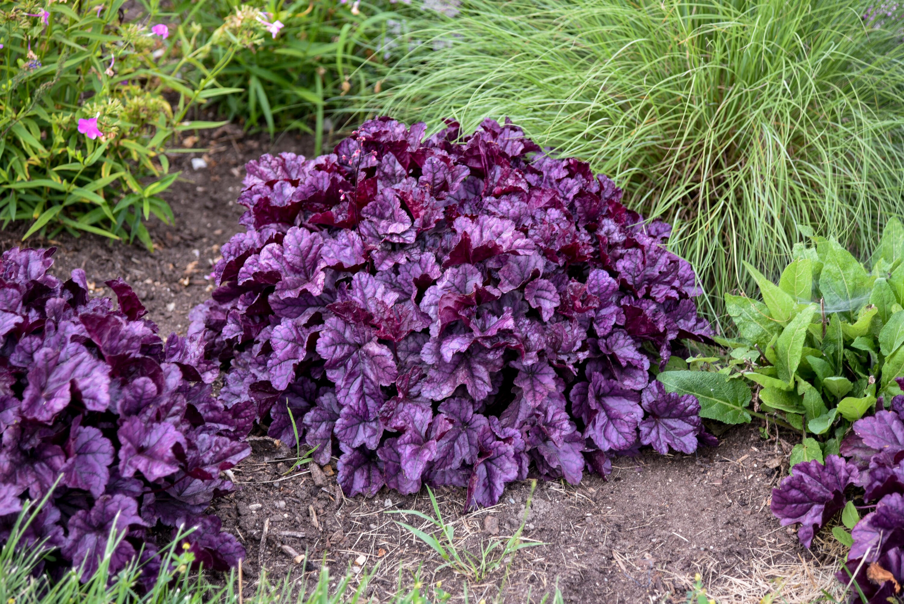 Proven Winners HEUPWP2157103 perennials - View #2