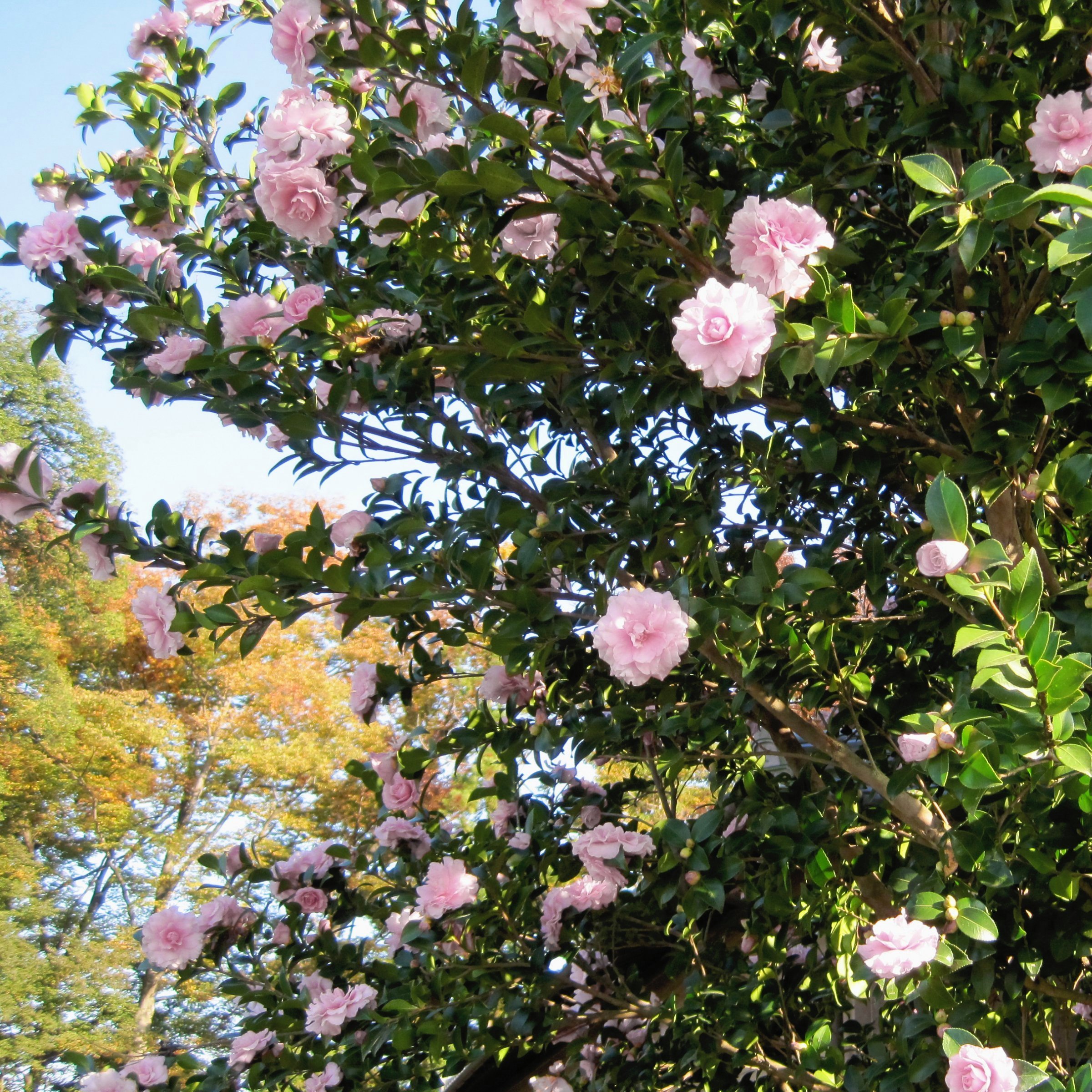 National Plant Network LW2848 shrubs - View #3