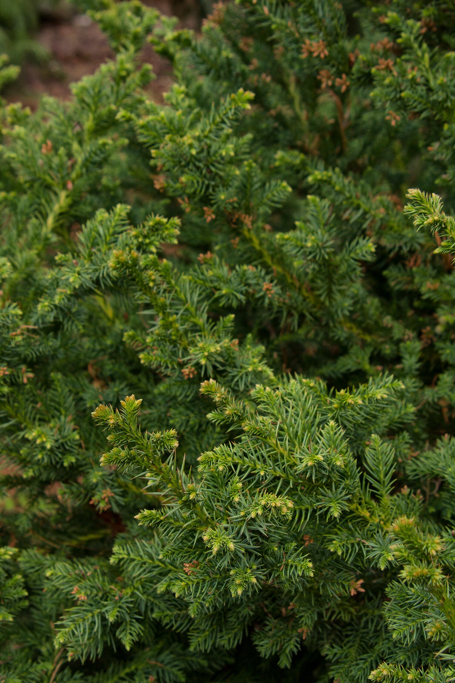 Monrovia KT10503535000200000 shrubs - View #3