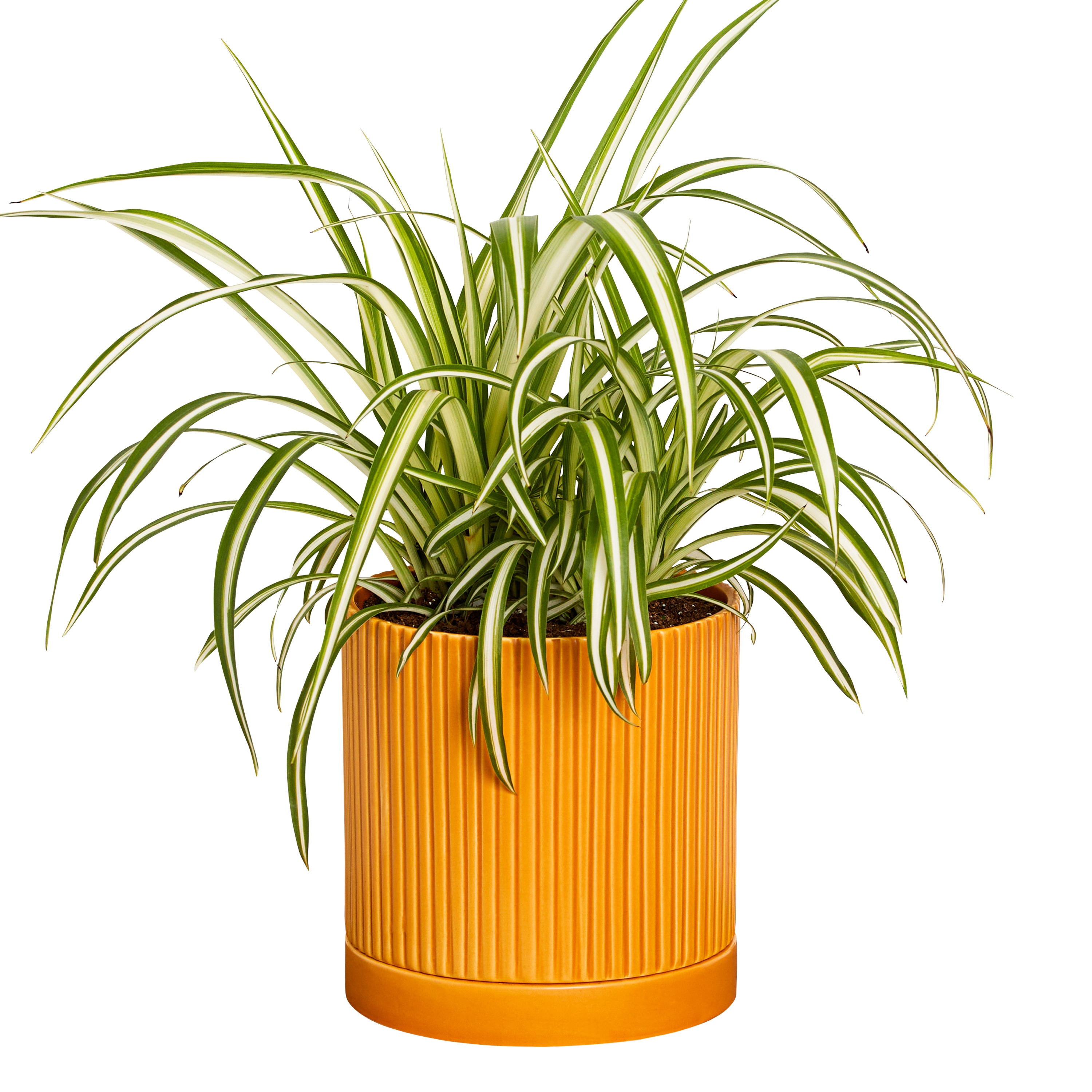 Greendigs VB21016 Spider Plant House Plant in 5-in Pot