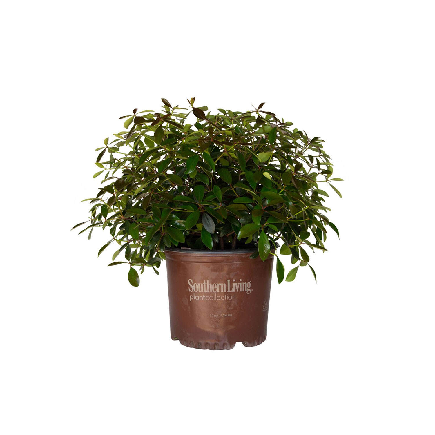 Southern Living Plant Collection 54983-1 LeAnn Cleyera Foundation/Hedge Shrub in 3 -Gallon Pot 1 -Pack
