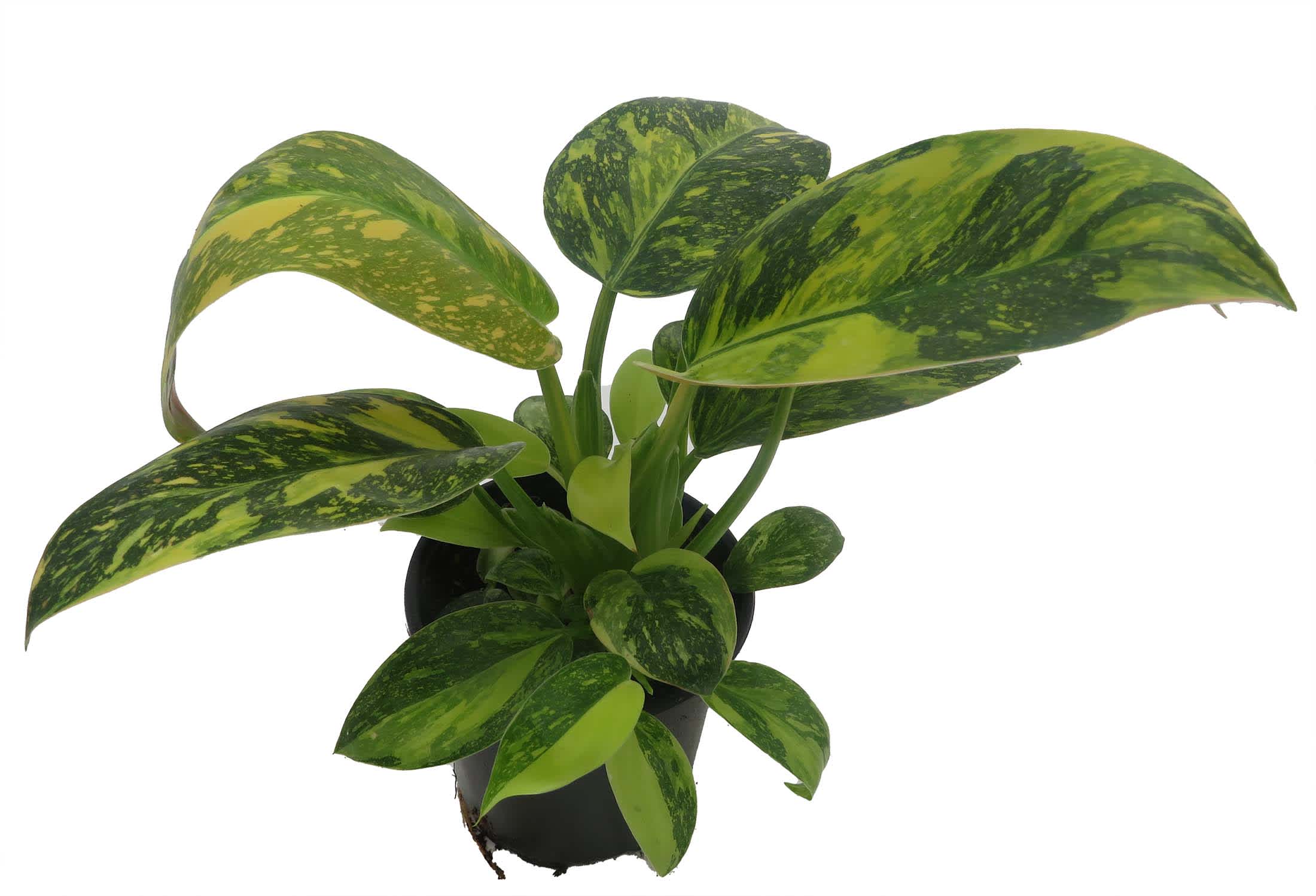 plant ashwagandha Oregano Plant (Origanum vulgare) main image 1