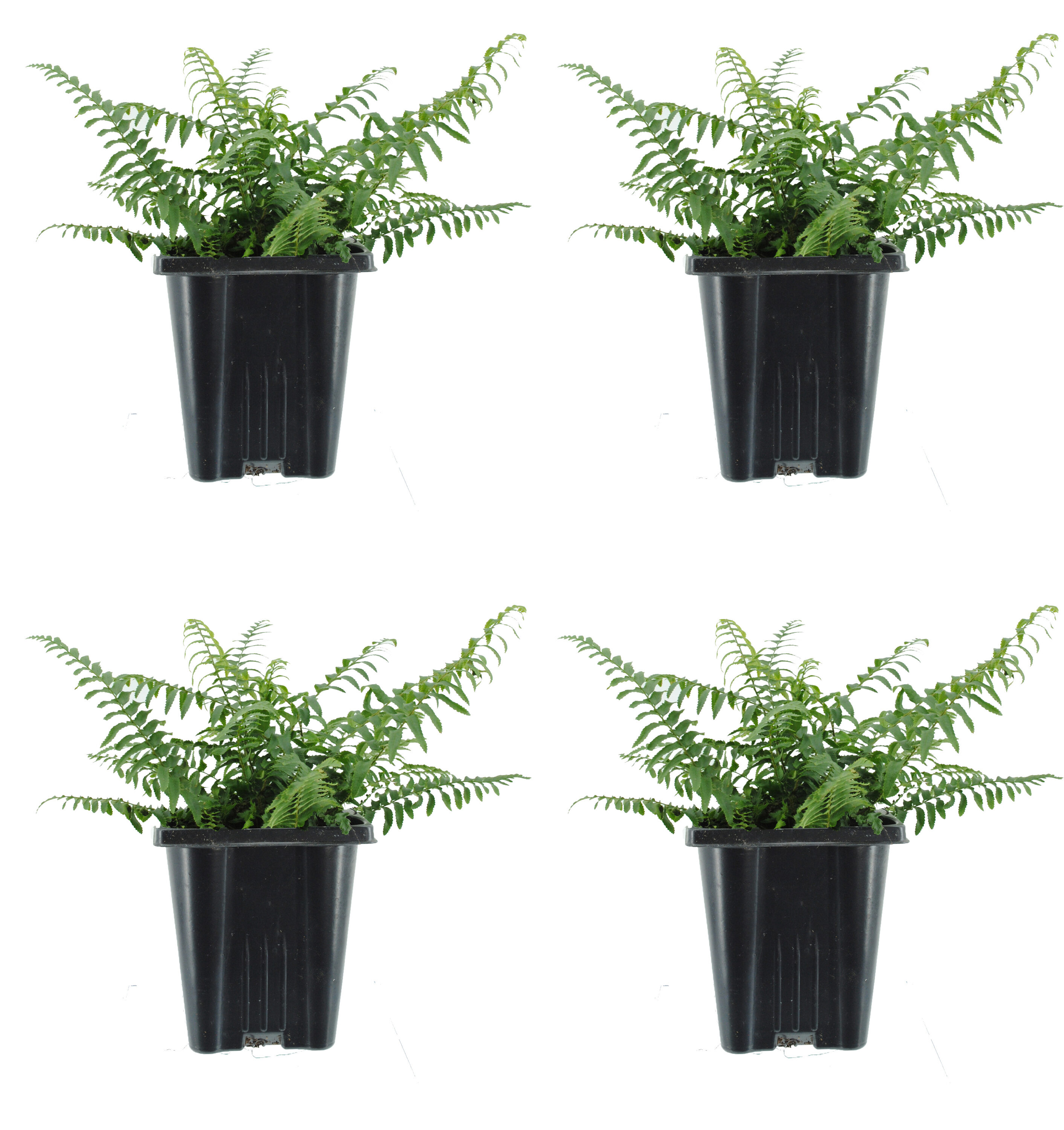  1019 Western Sword Fern Plant in 1 -Quart Pot 4.0 -Pack