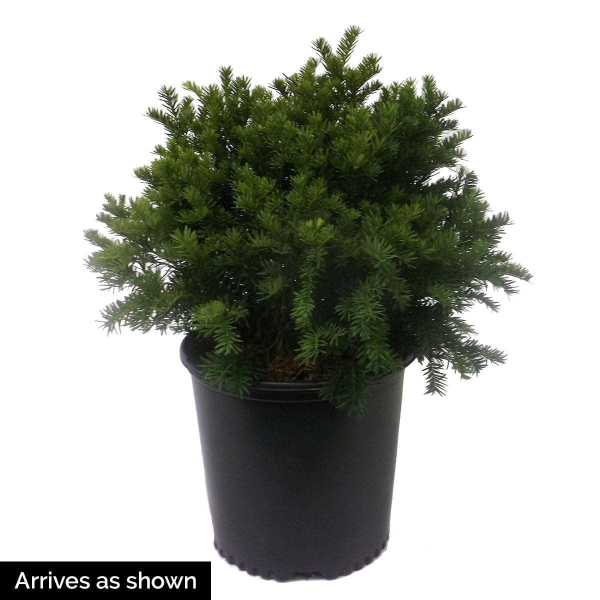 Spring Hill Nurseries Browni Globe Yew Evergreen Foundation/Hedge Shrub ...