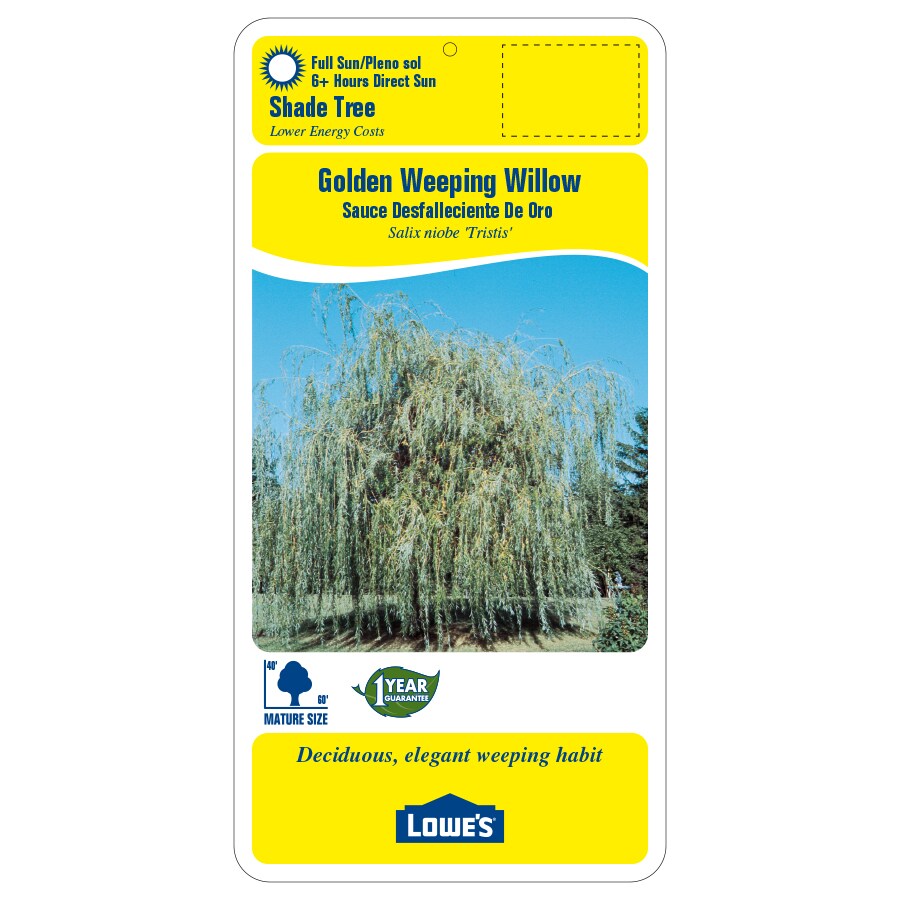 Lowe's NURSERY trees - View #2