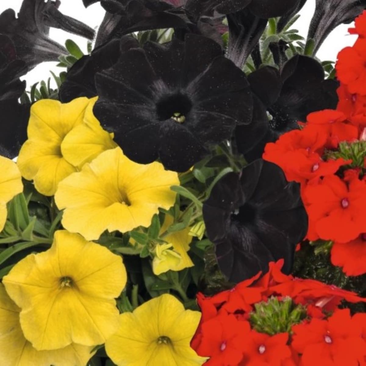 Lowe's NURSERY annuals - View #2