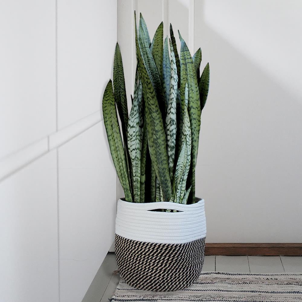 allen + roth BBZ10-12MIX Planter-Window-Box - View #5