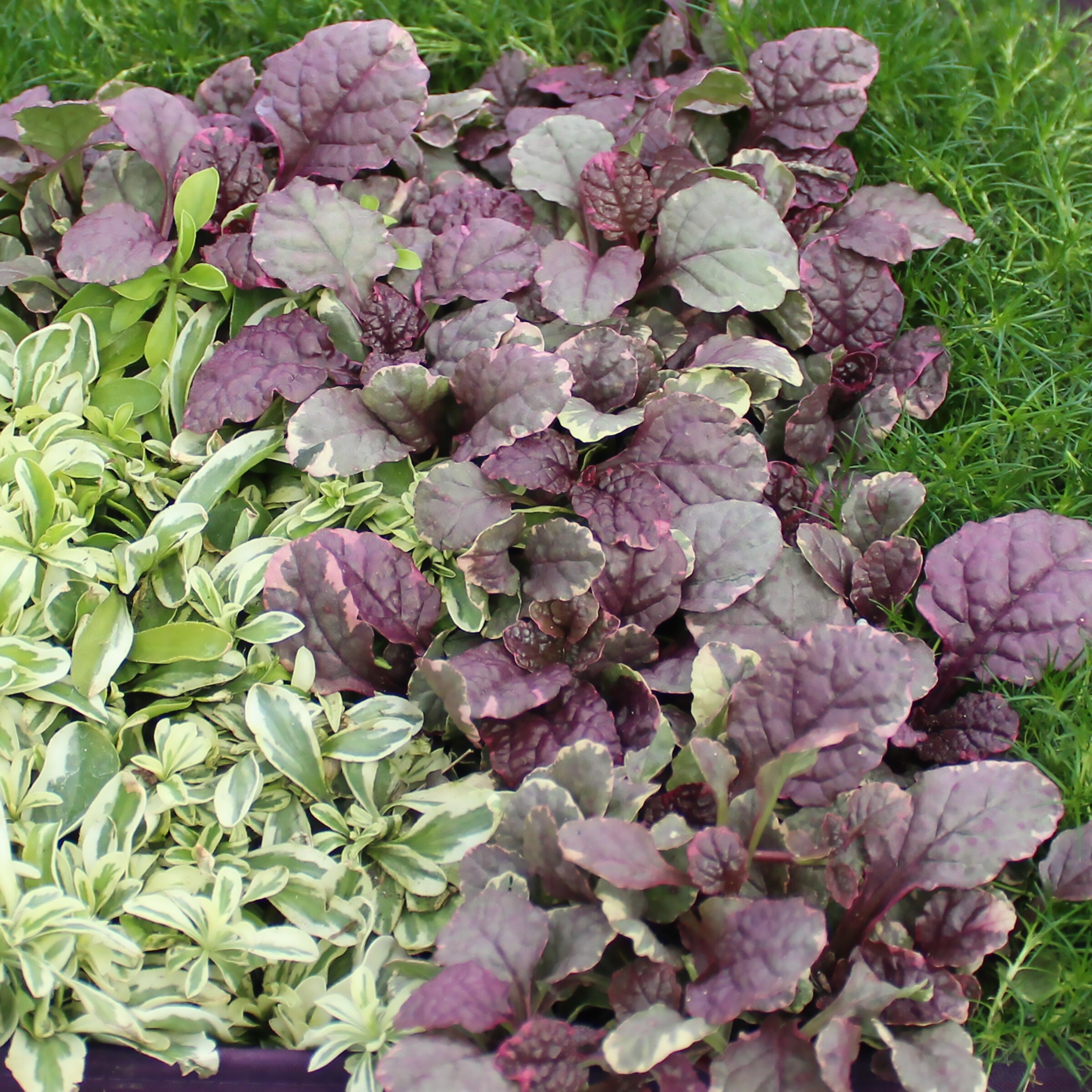 Metrolina Greenhouses 78429 perennials - View #3