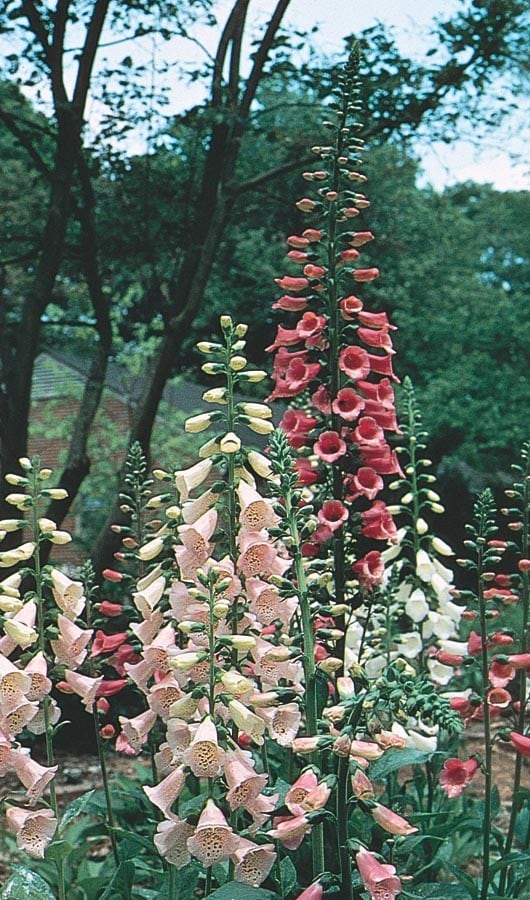 Lowe's NURSERY Multicolor Foxglove Plant in 2.50 -Quart Pot