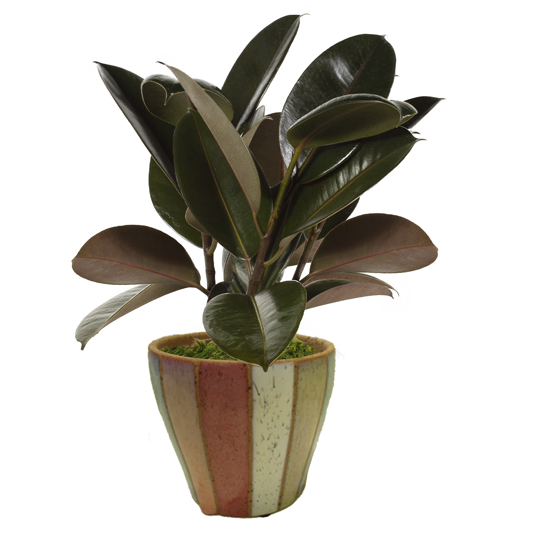 LiveTrends ASB07023 Ciao House plant in 36 Ounce(s) Pot 1 -Pack