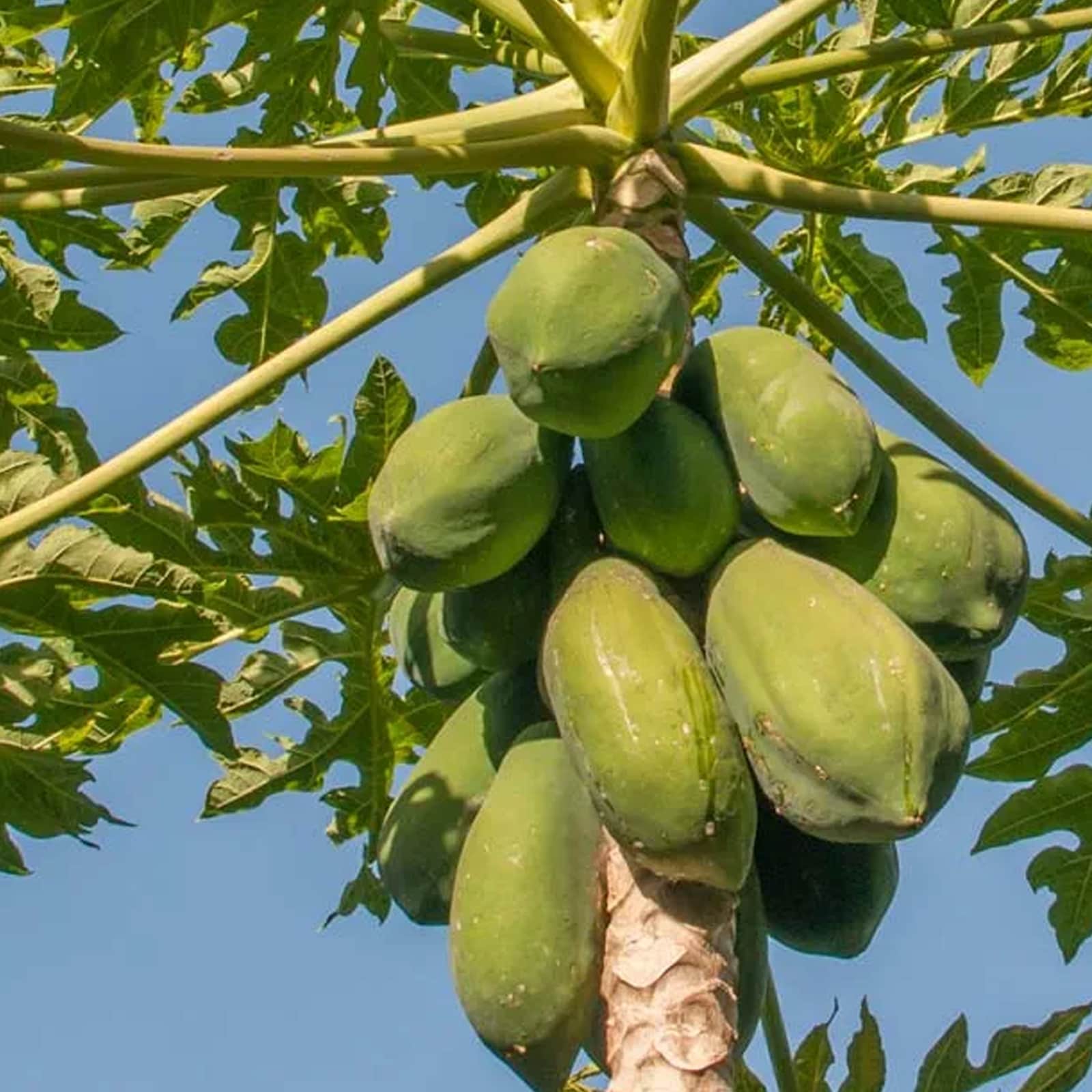 Lowe's NURSERY Papaya Plant