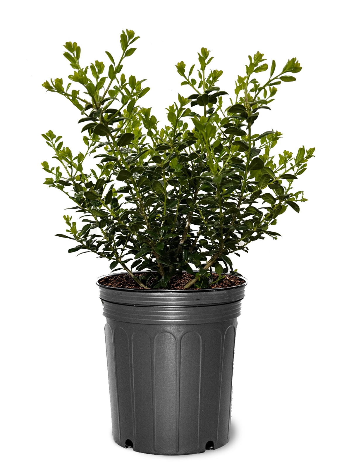 Southern Planters HOLBUR03GD 3 -Gallon Yellow Screening Burford Holly In pot (with soil)