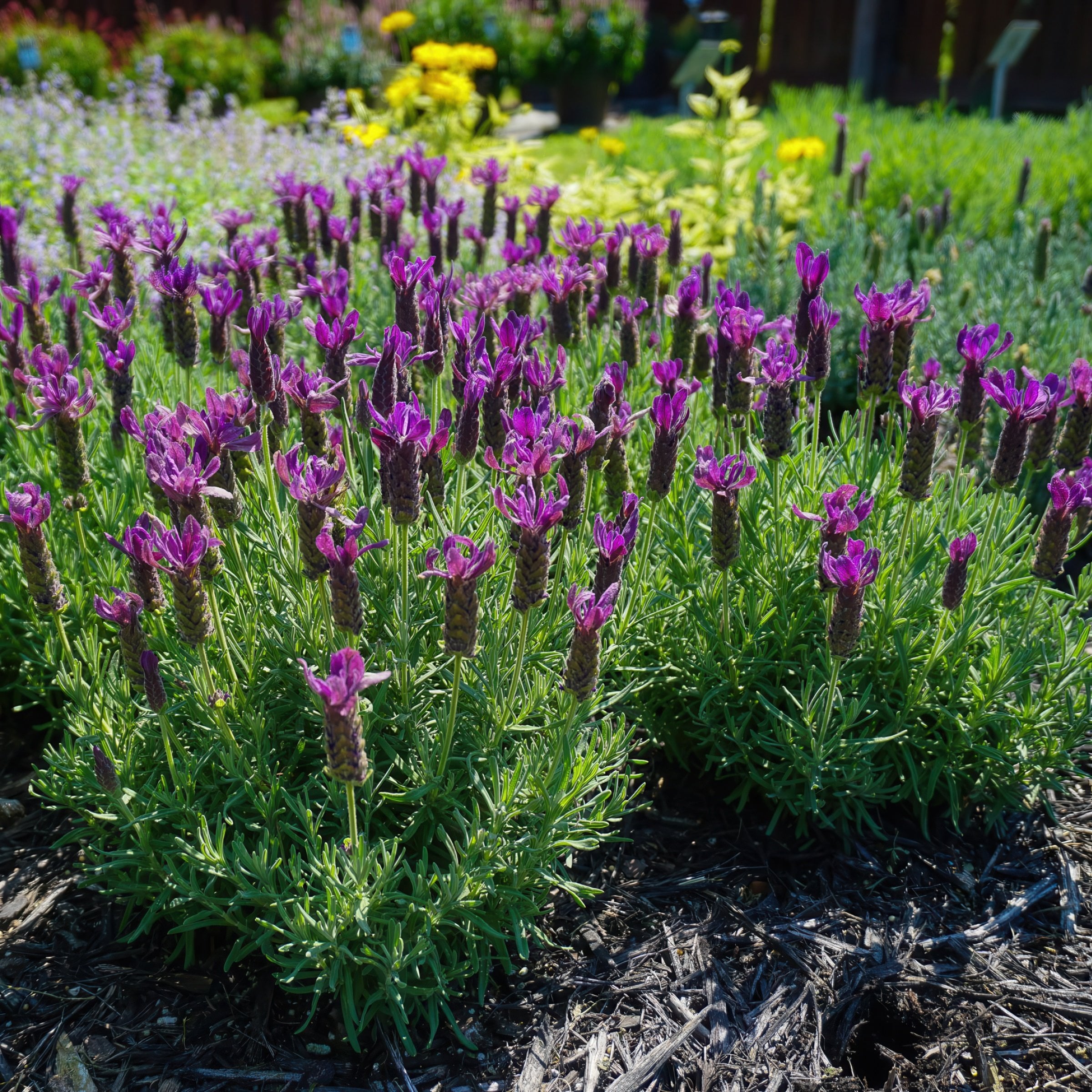 National Plant Network LW2206 perennials - View #7