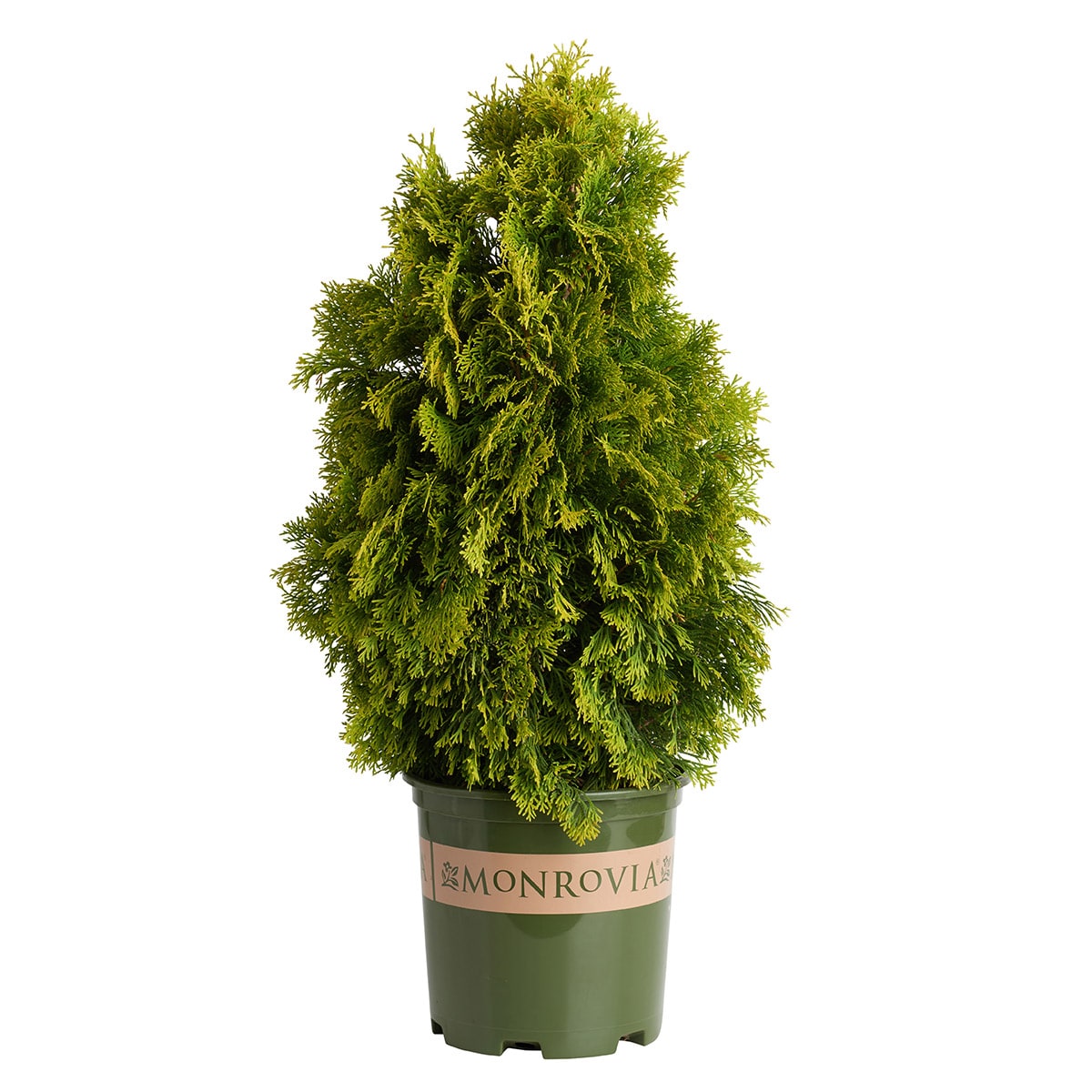 Monrovia KT10505393000200000 Highlights Arborvitae Foundation/Hedge Shrub in 1.73 -Gallon Planter 1 -Pack