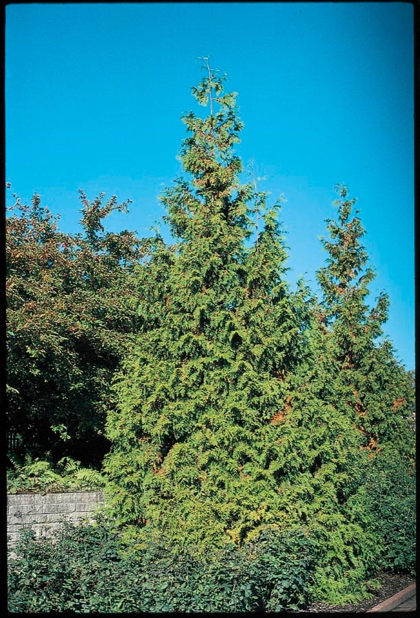 5.5-Gallon Western Red Cedar Feature Tree (L11335) in the Trees ...