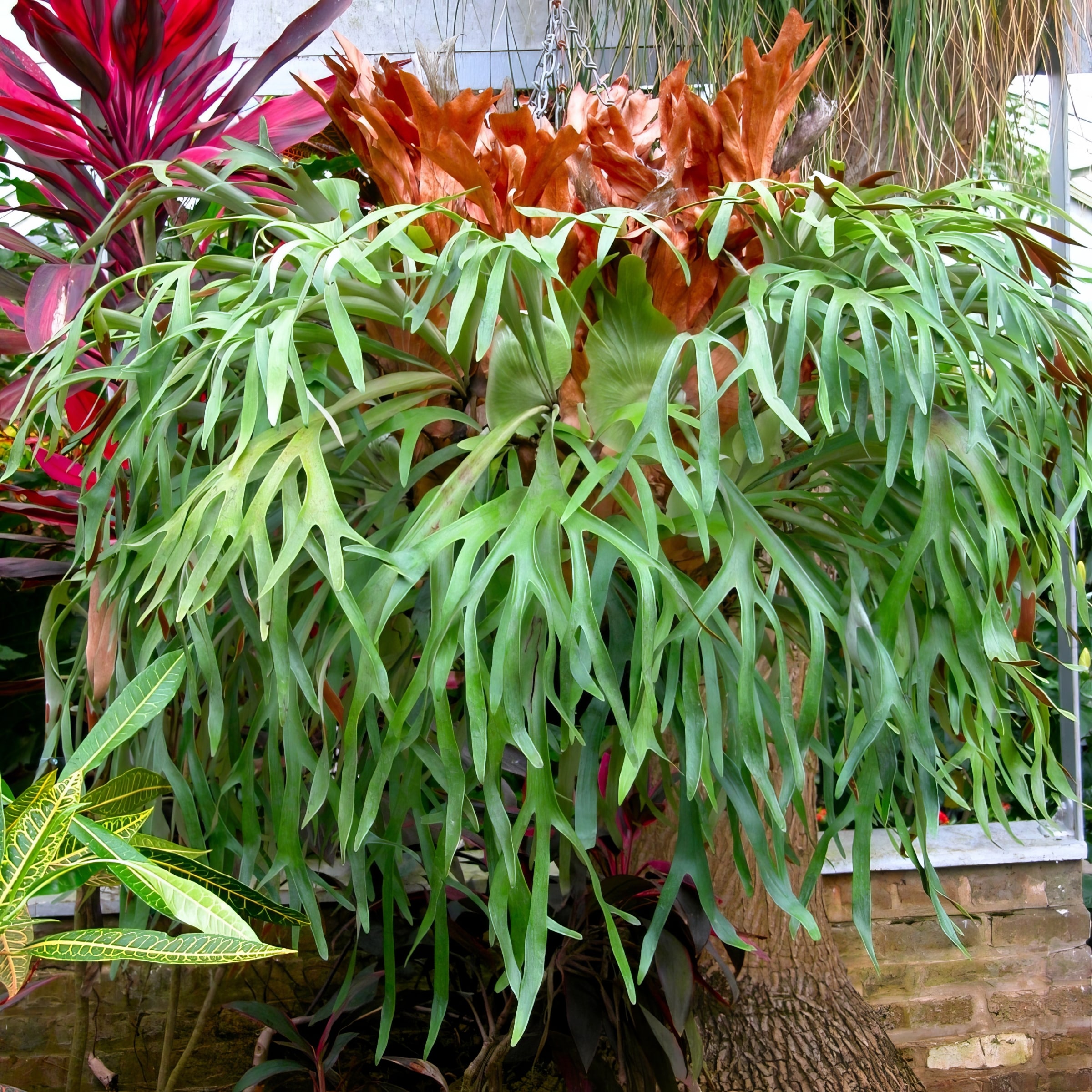 National Plant Network LW1758 hseplants - View #3