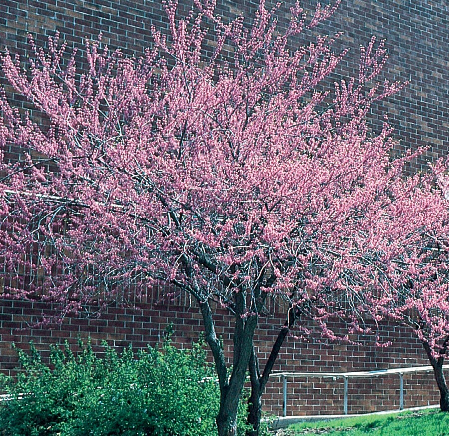  NURSERY 9.55-Gallon Pink Flowering Tree Redbud In Pot (With Soil)