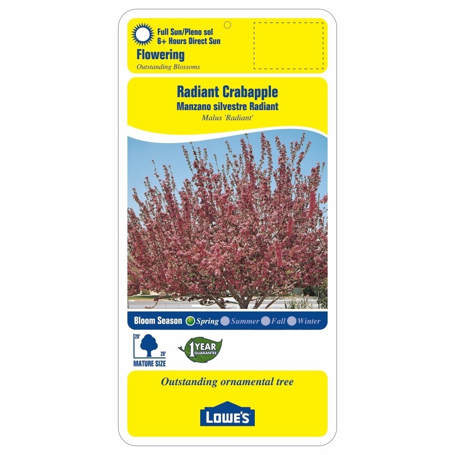 Lowe's 5.5-Gallon Pink Shade Radiant Crabapple In Pot (With Soil) at ...