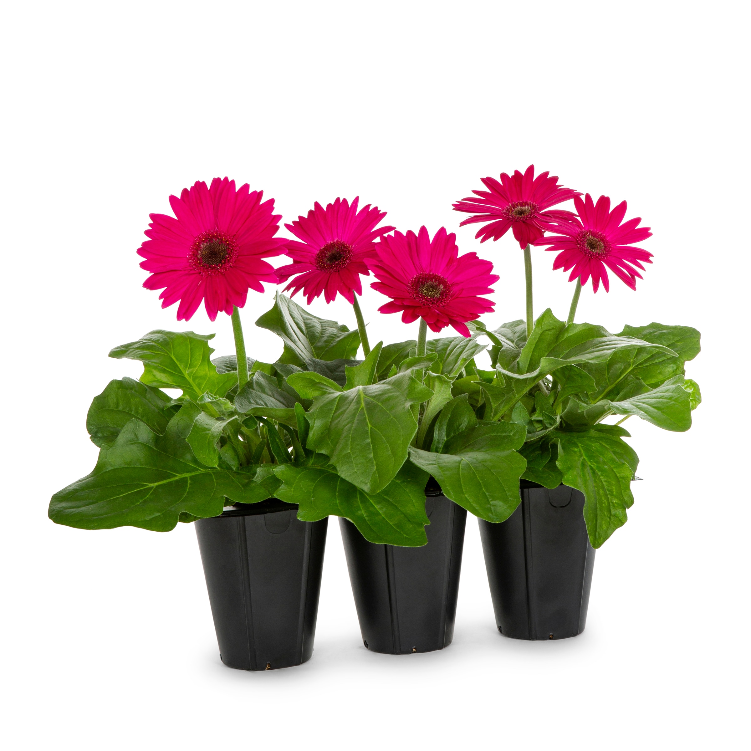 Lowe's 4351257 annuals - View #2