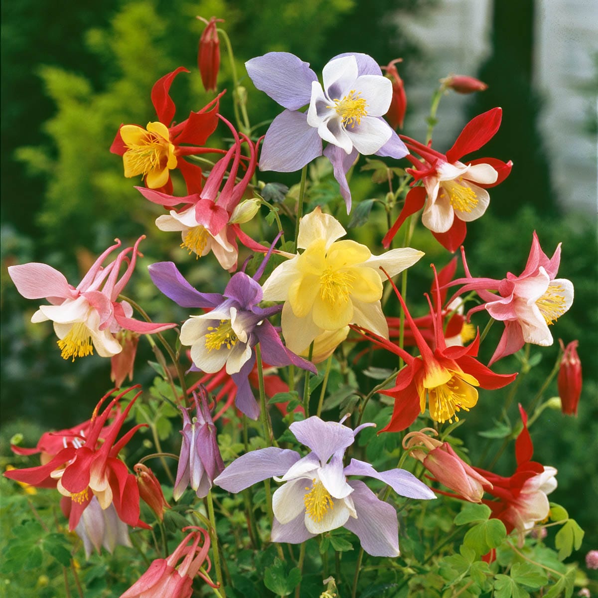Spring Hill Nurseries 93759 Multicolor Flowering McKanna Columbine Plant Plant in 1 -Gallon Pot 1 -Pack