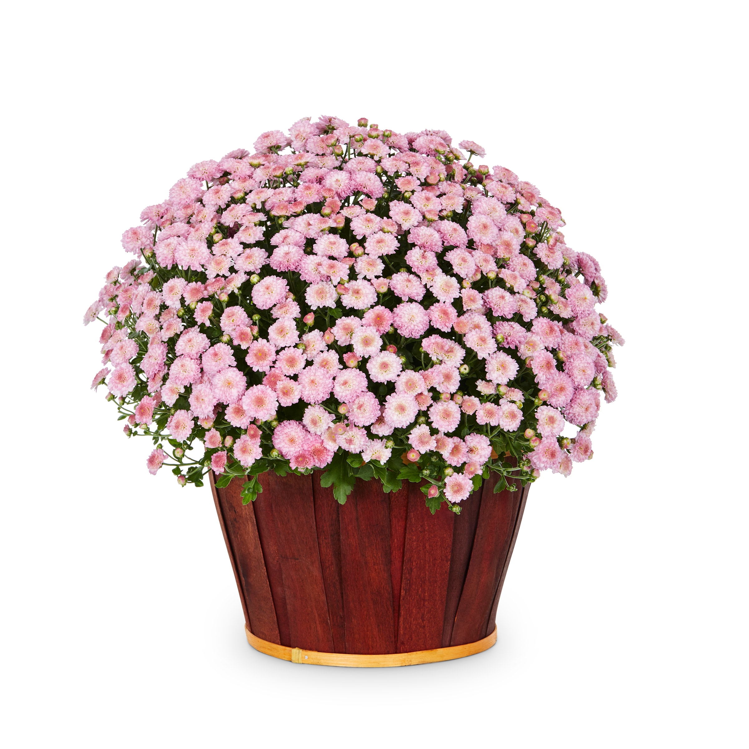 Lowe's NURSERY Pink Mum in 1.5-Gallon Planter