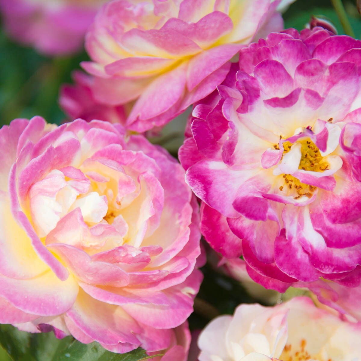 Spring Hill Nurseries 63524 roses - View #2
