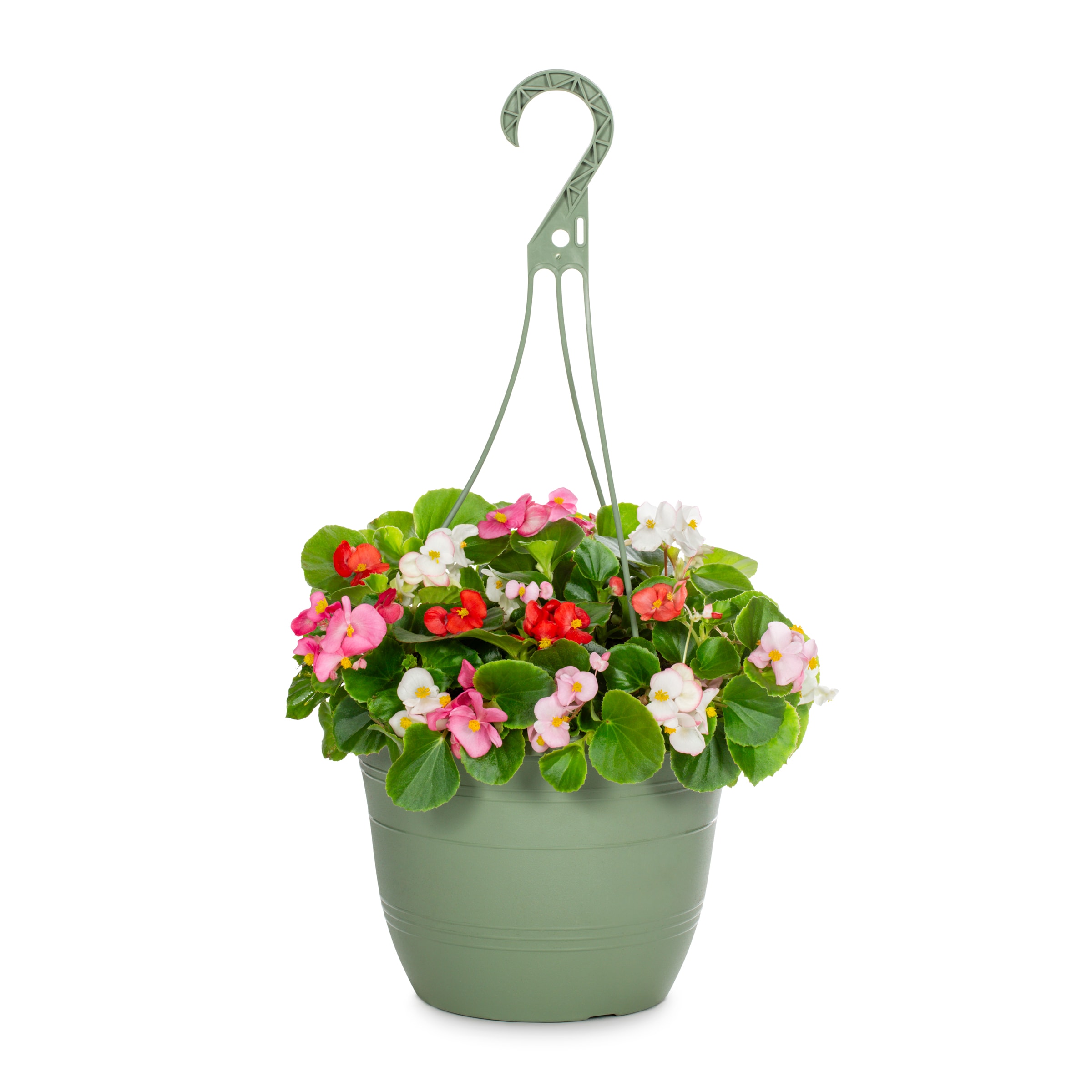 1.5 Gallon(s) Multicolor Begonia Hanging Basket 1 -Pack