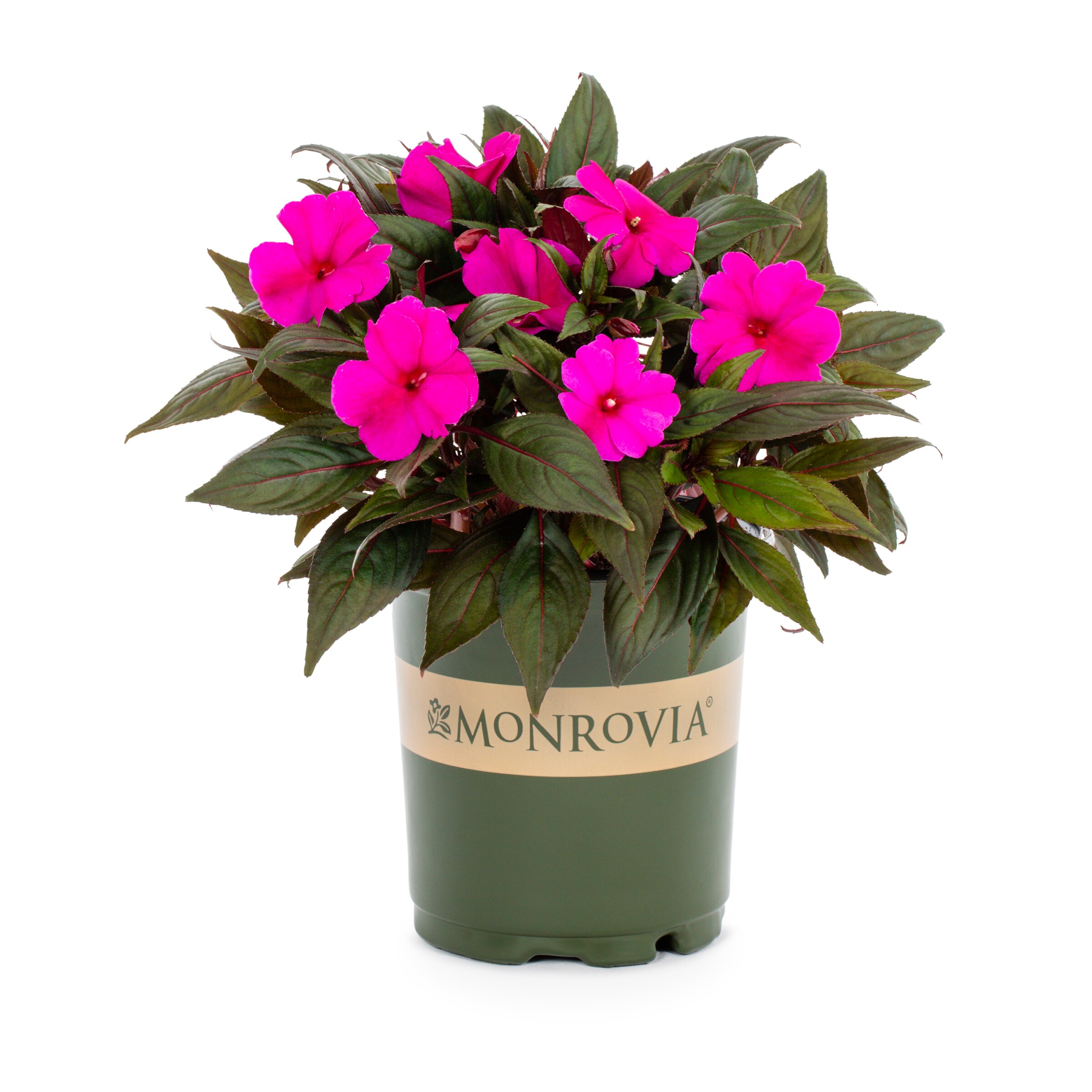Monrovia 214203 annuals - View #5