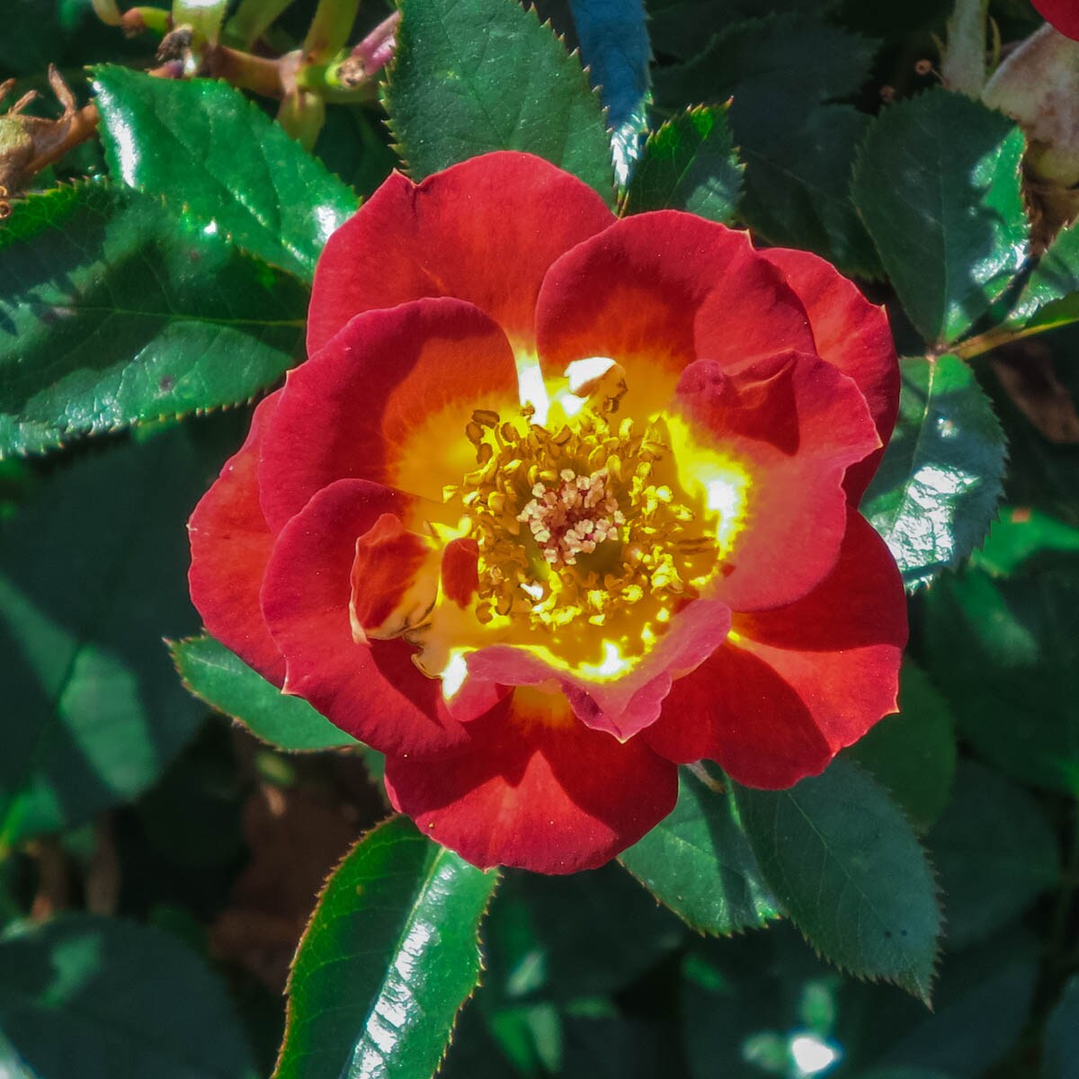 Spring Hill Nurseries 85032 roses - View #2