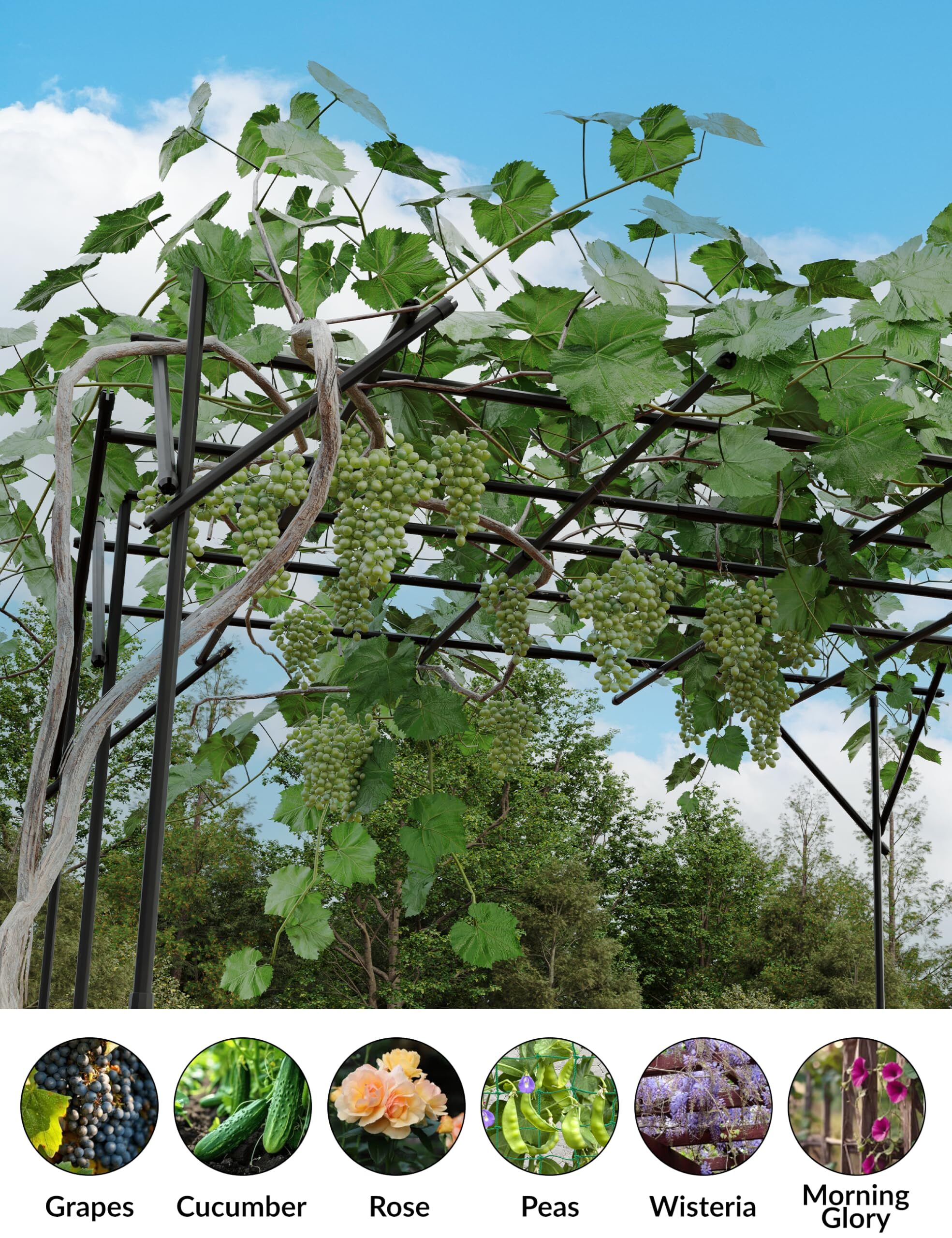 Encore Beets NOVA-EJR9S3F6K8 Garden-Trellis - View #5