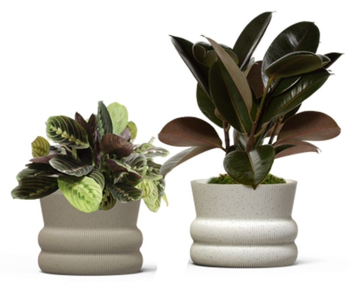 LiveTrends ASB07681 STELLAR House plant in 36 Ounce(s) Pot 1 -Pack