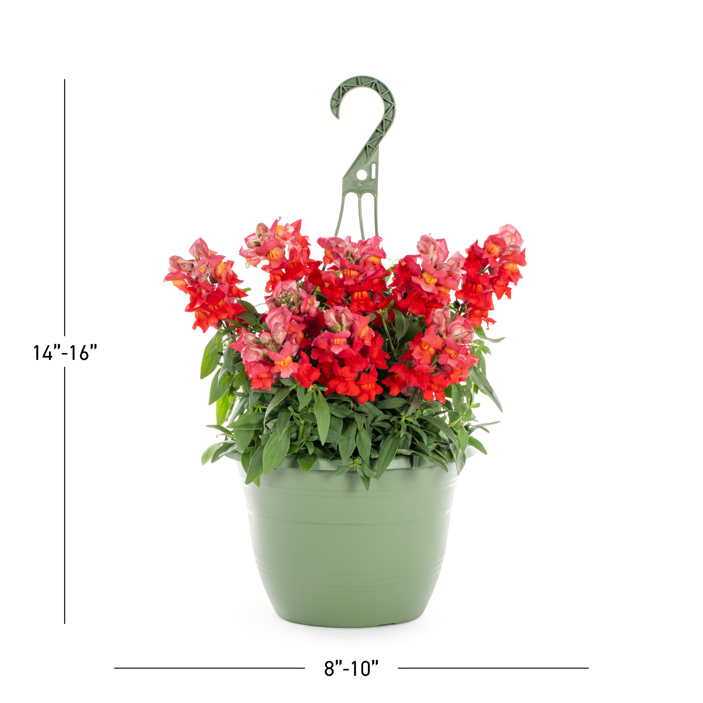 Lowe's 221642 annuals - View #3