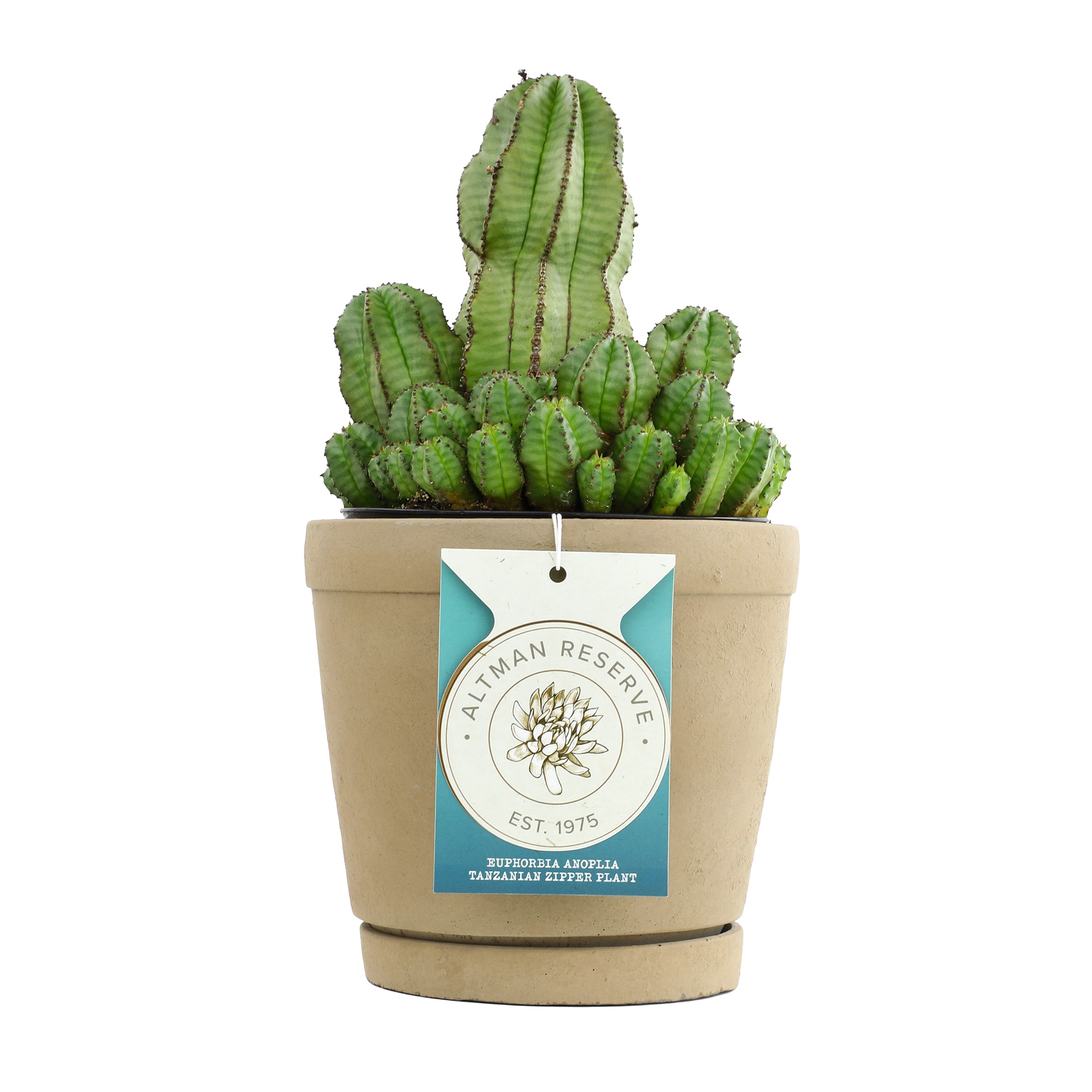 Altman Plants 0872977 Cacti-Succulents - View #8