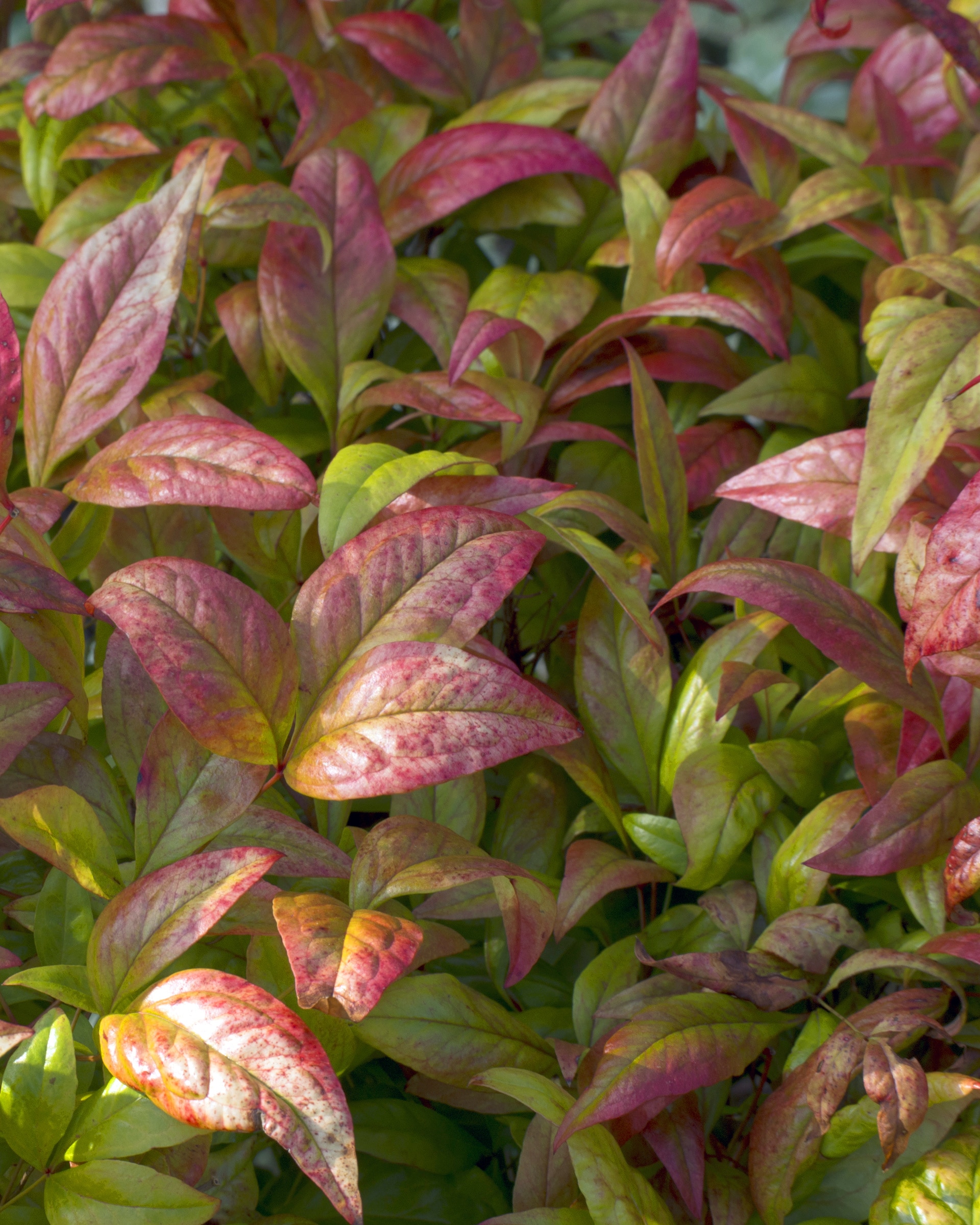 National Plant Network LW0022 shrubs - View #3